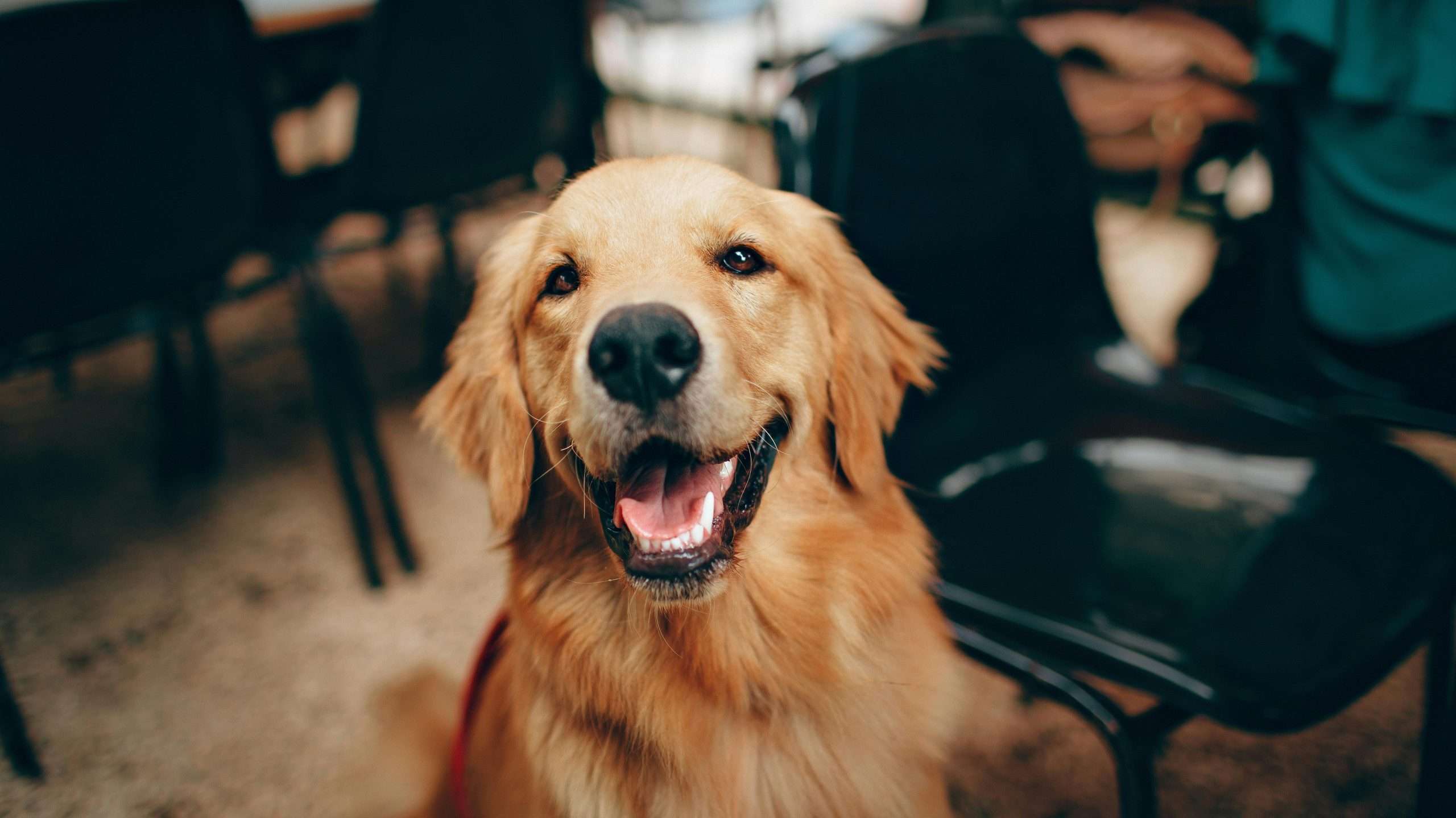 An image of a dog smiling - dog's best friend