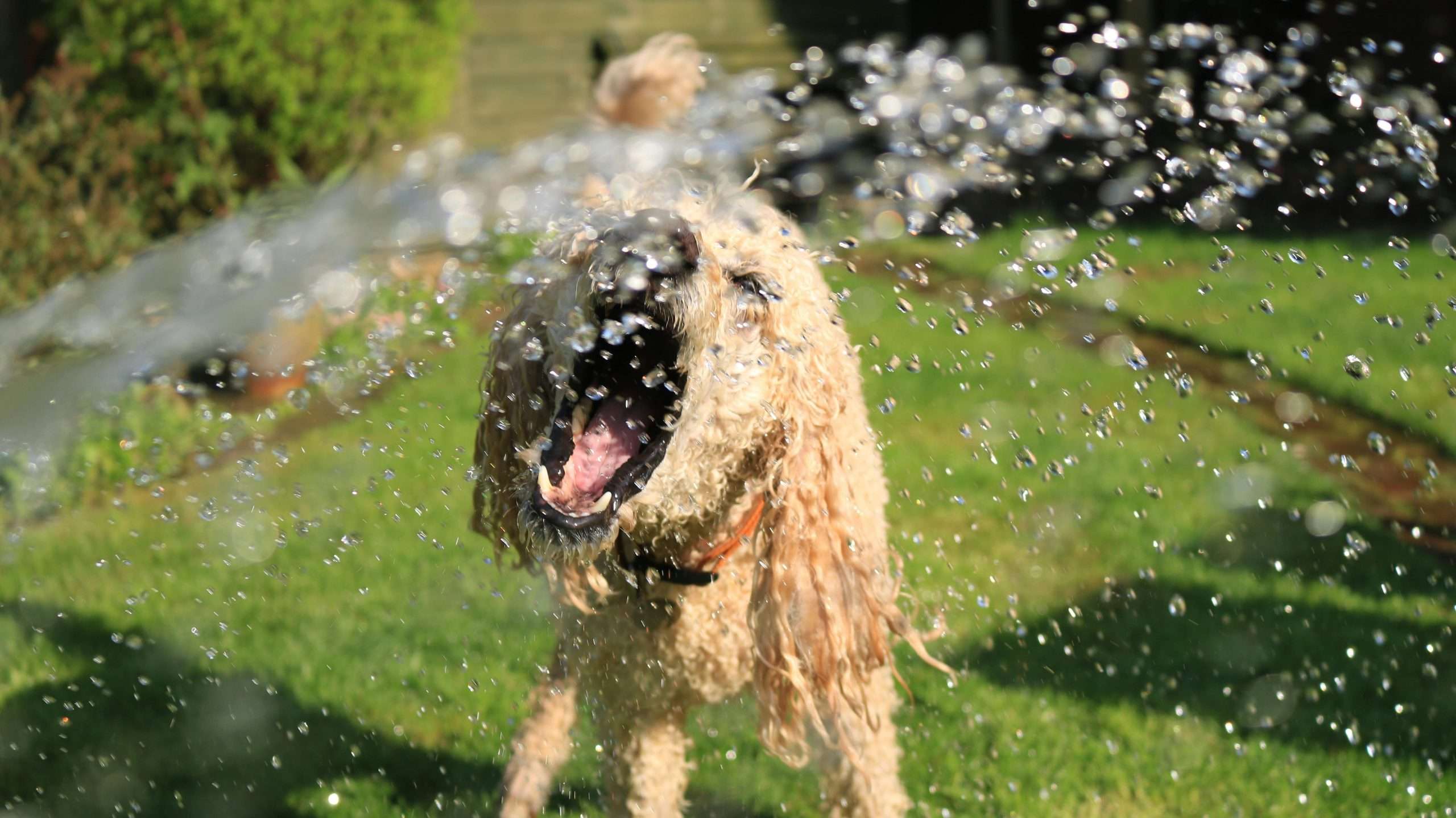 An image of a dog with water - How Much Water Should a Dog Drink?