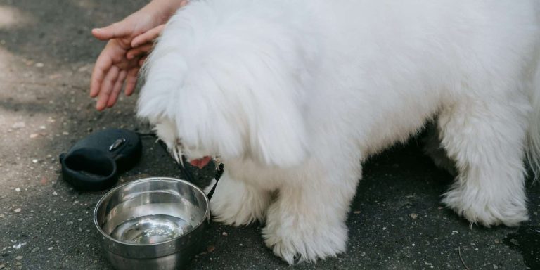 How Much Water Should a Dog Drink?