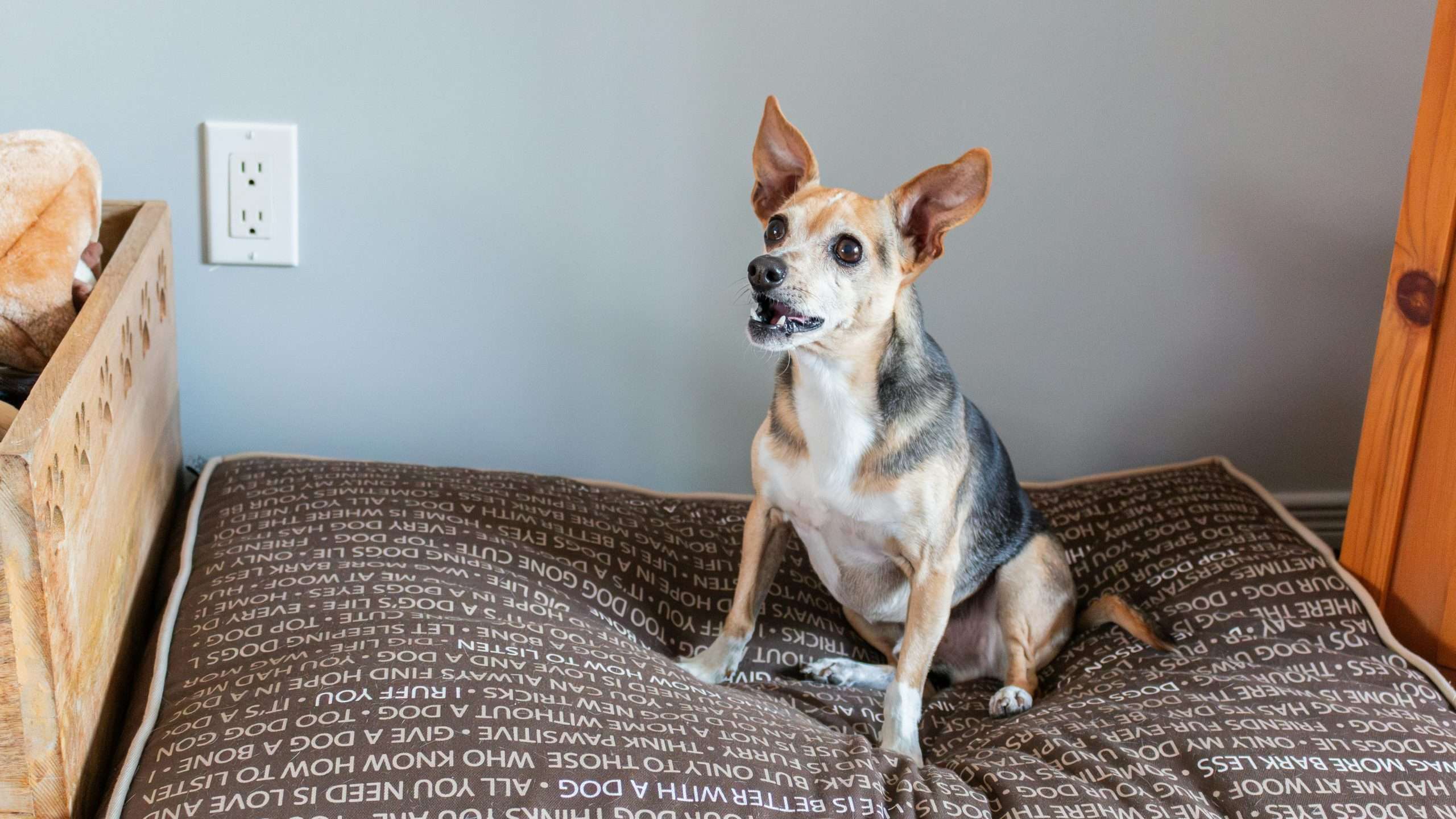 An image of a dog near switch board - electrical safety for dogs
