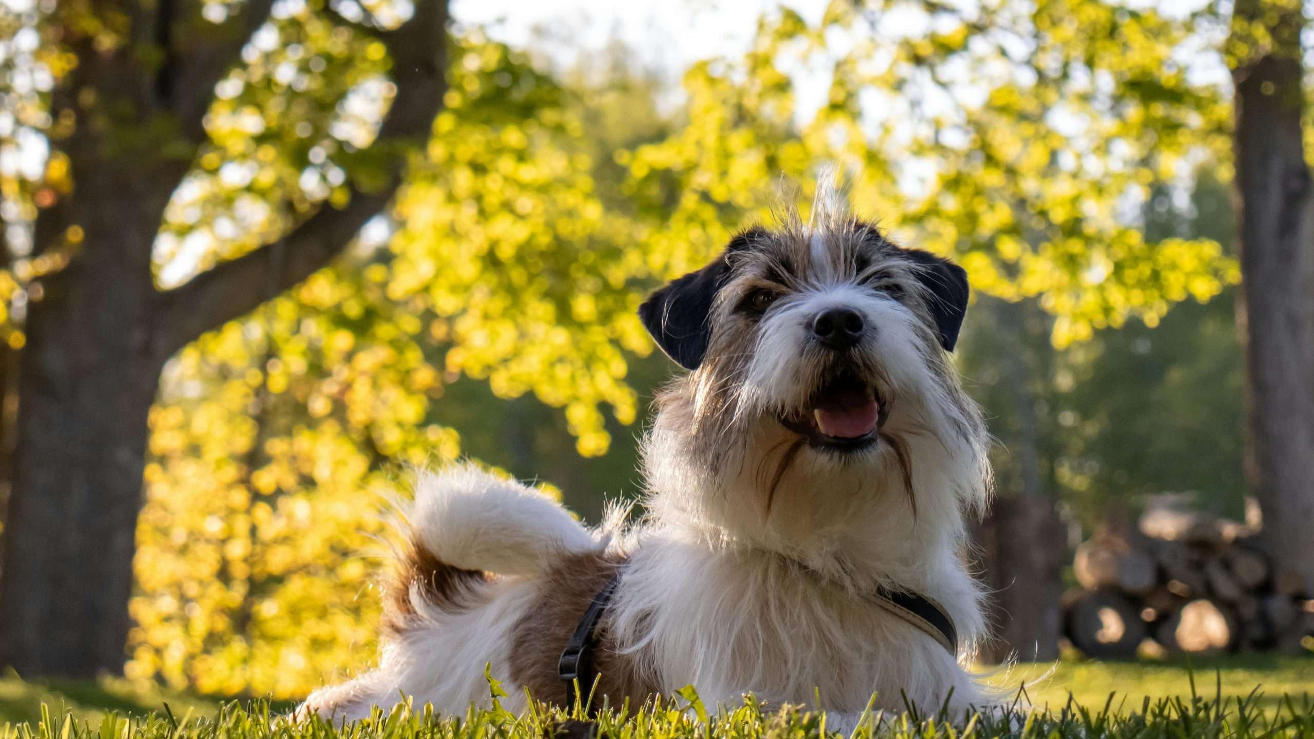 An image of a dog outdoors in summer - dog feeding schedule for summer
