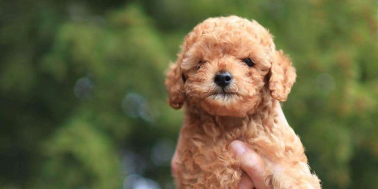 Raising a Poodle in India: Essential Tips for Care & Training