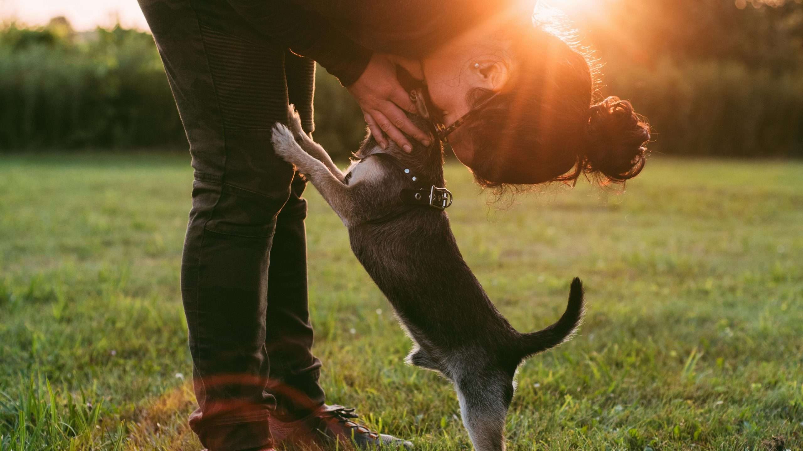 An image of a dog with its owner