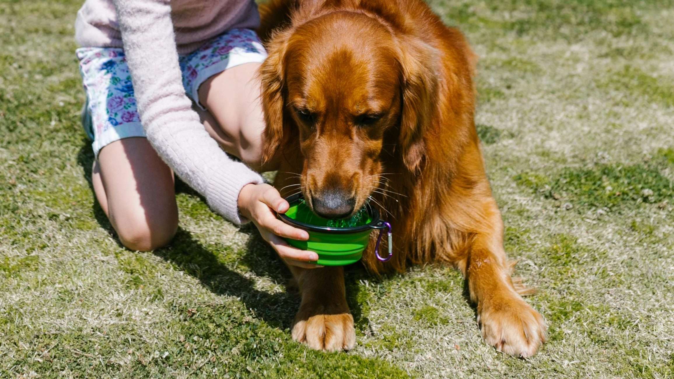 An image of a dog drinking water - dog detox