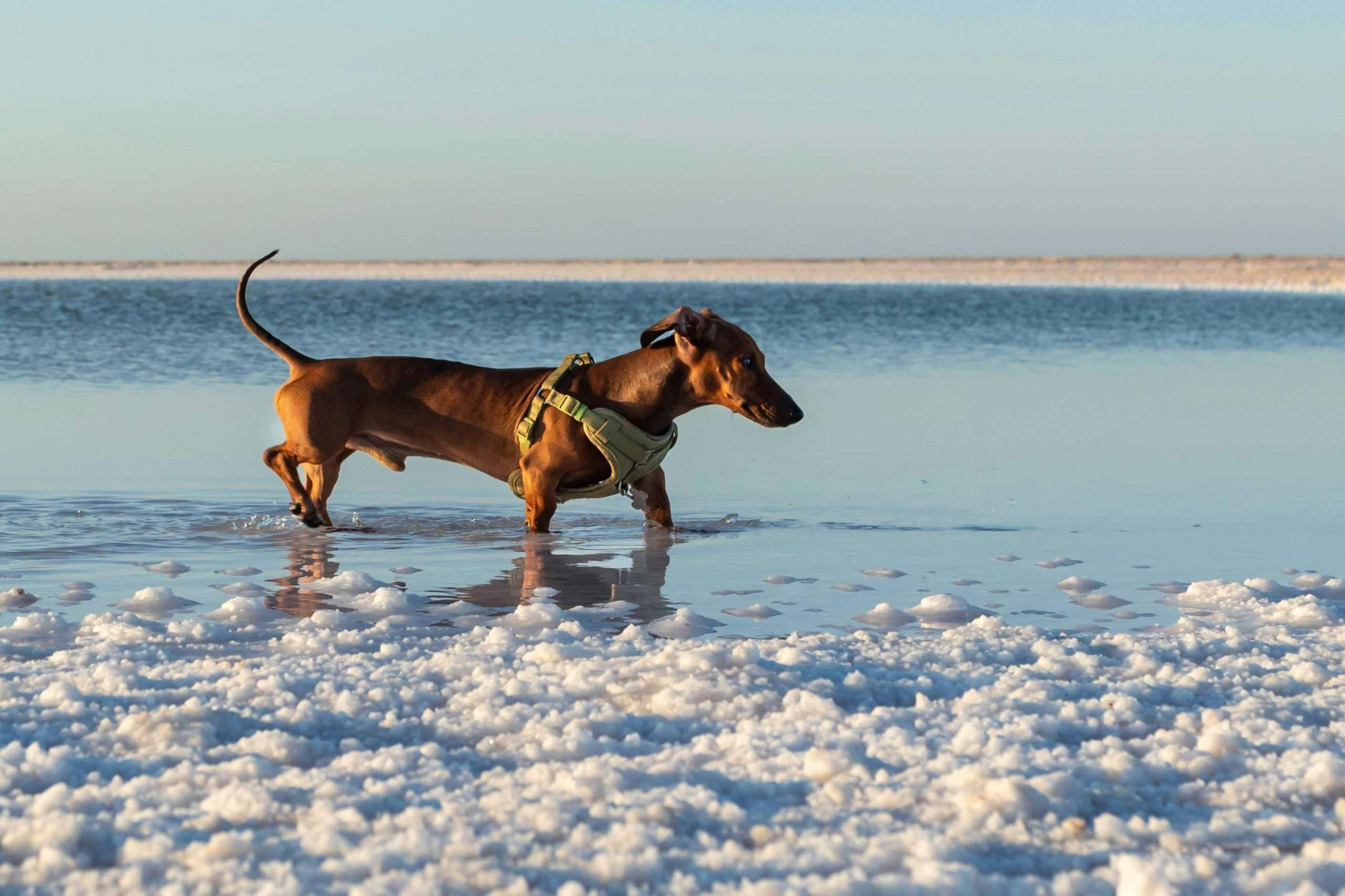 An image of a dog near salty water - can dogs eat salt?