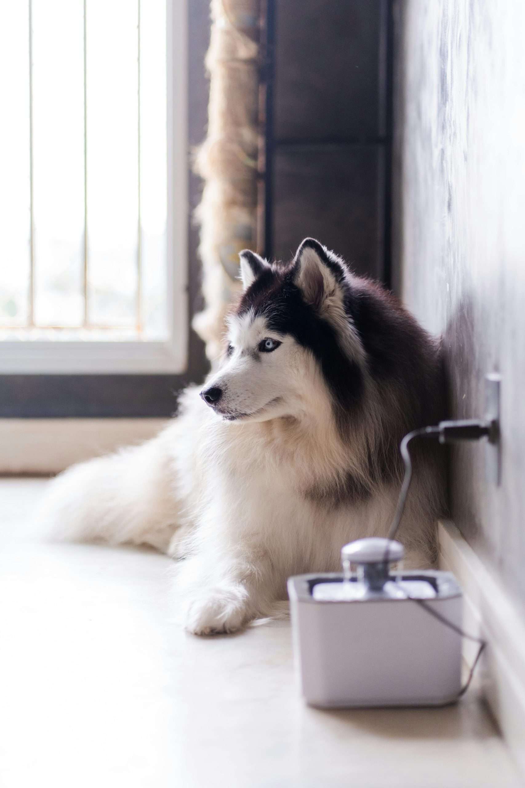 An image of a dog near switch board - electrical safety for dogs