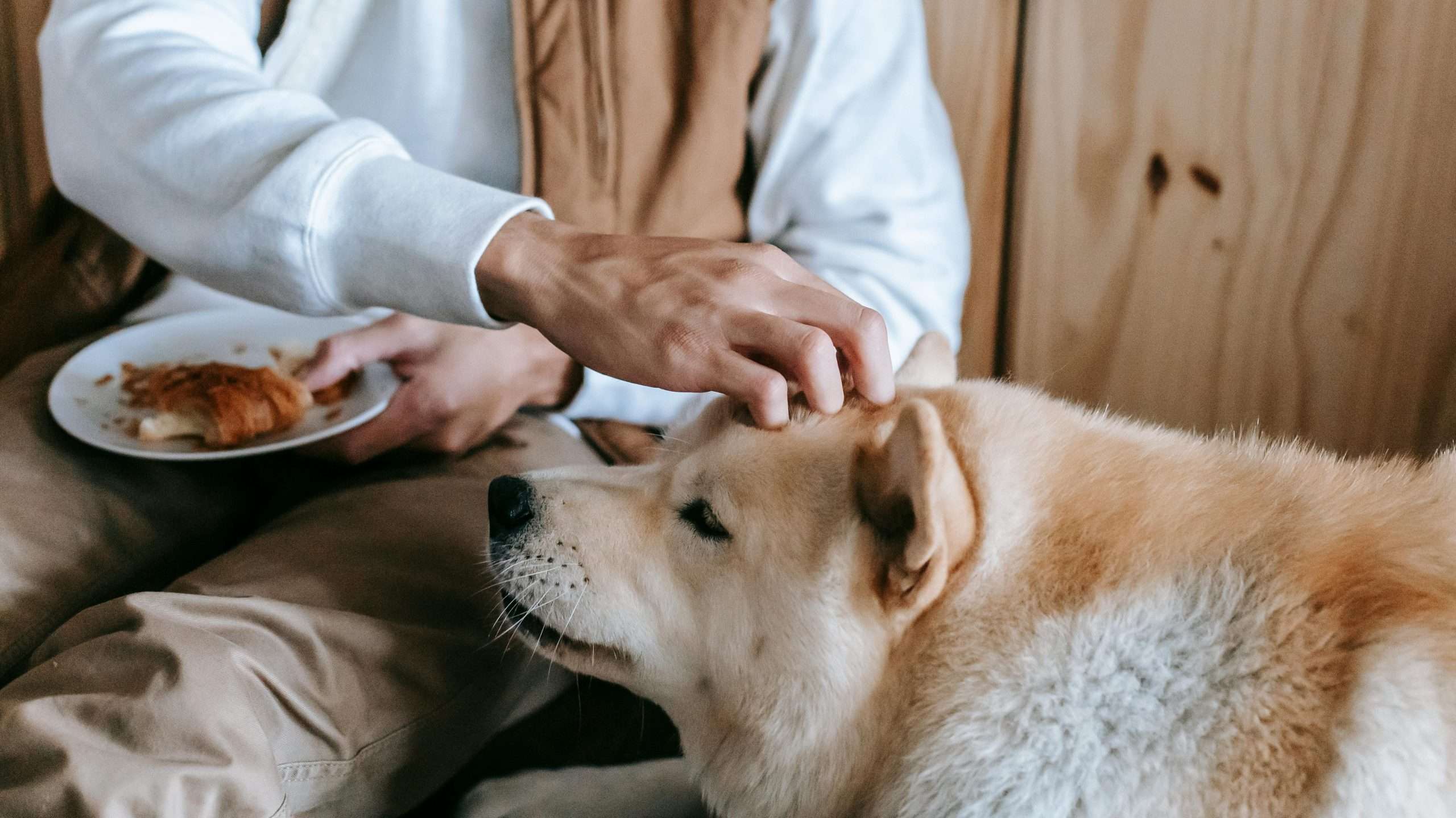 An image of a dog near food