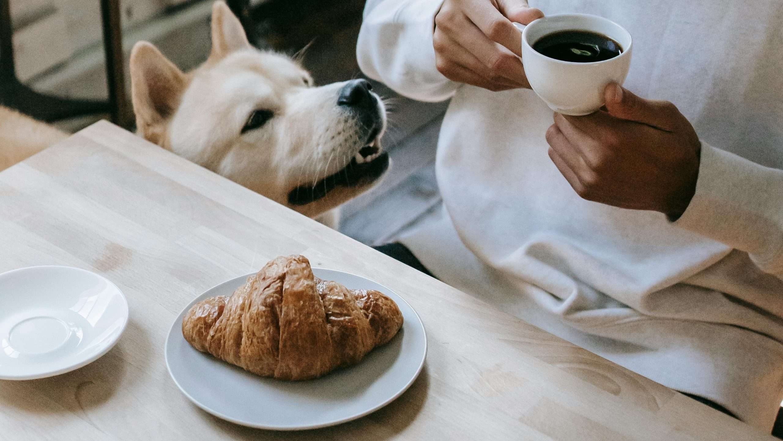 An image of a dog near food