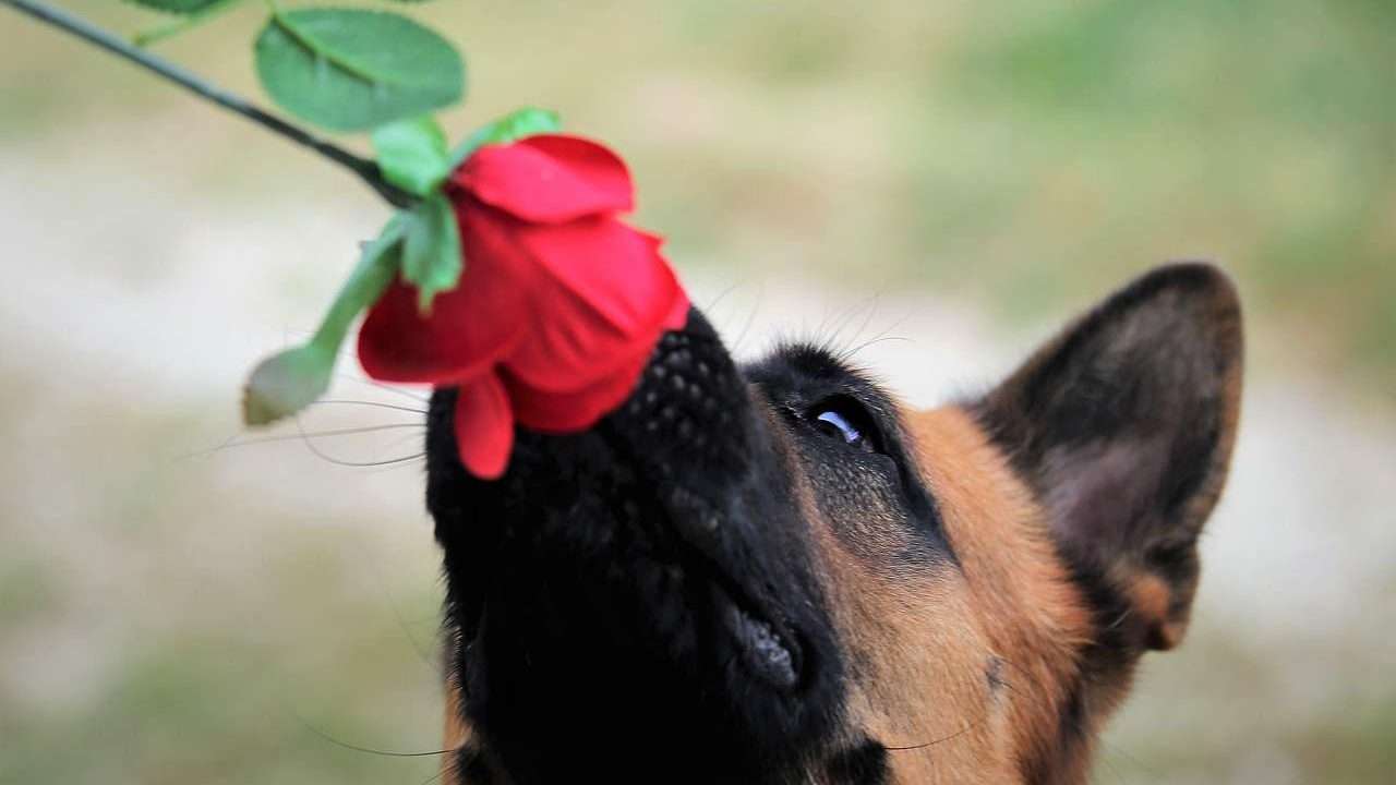 An image of a dog with rose - safe flowers for dogs