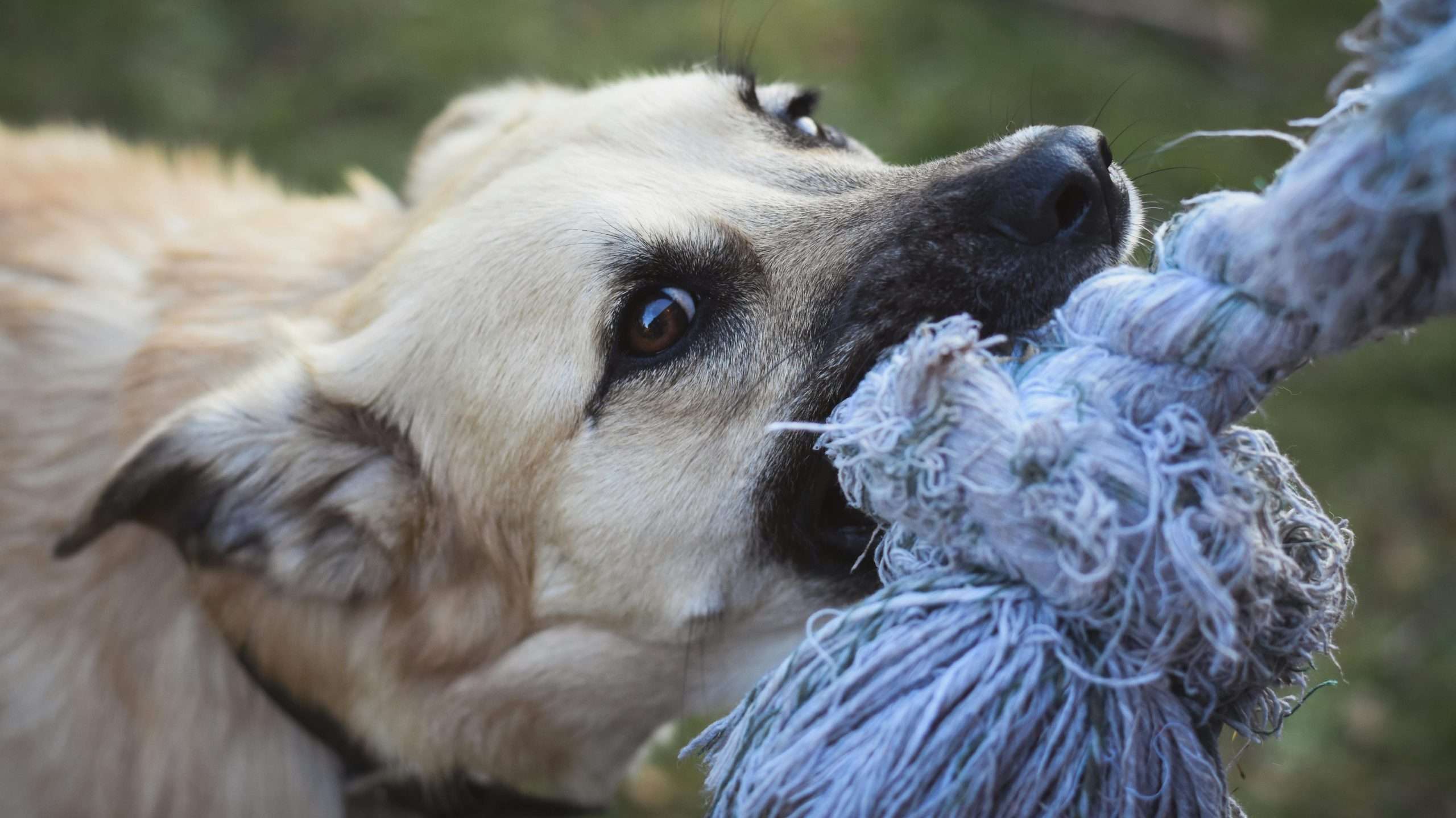 An image of a dog biting