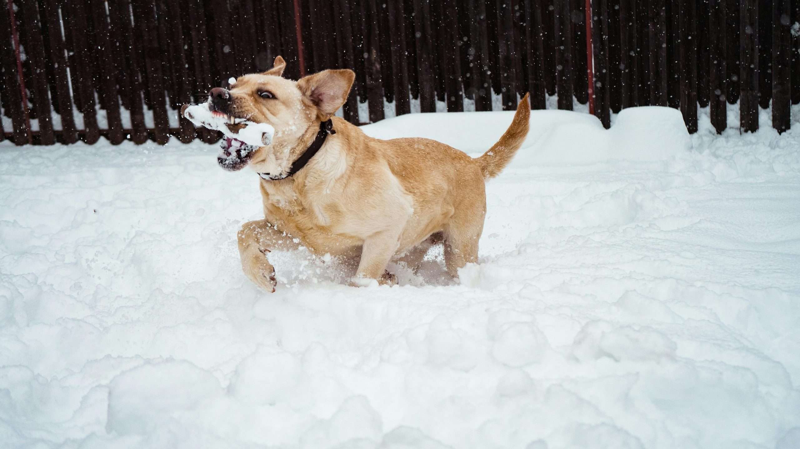 An image of a dog playing in the snow - dog bites