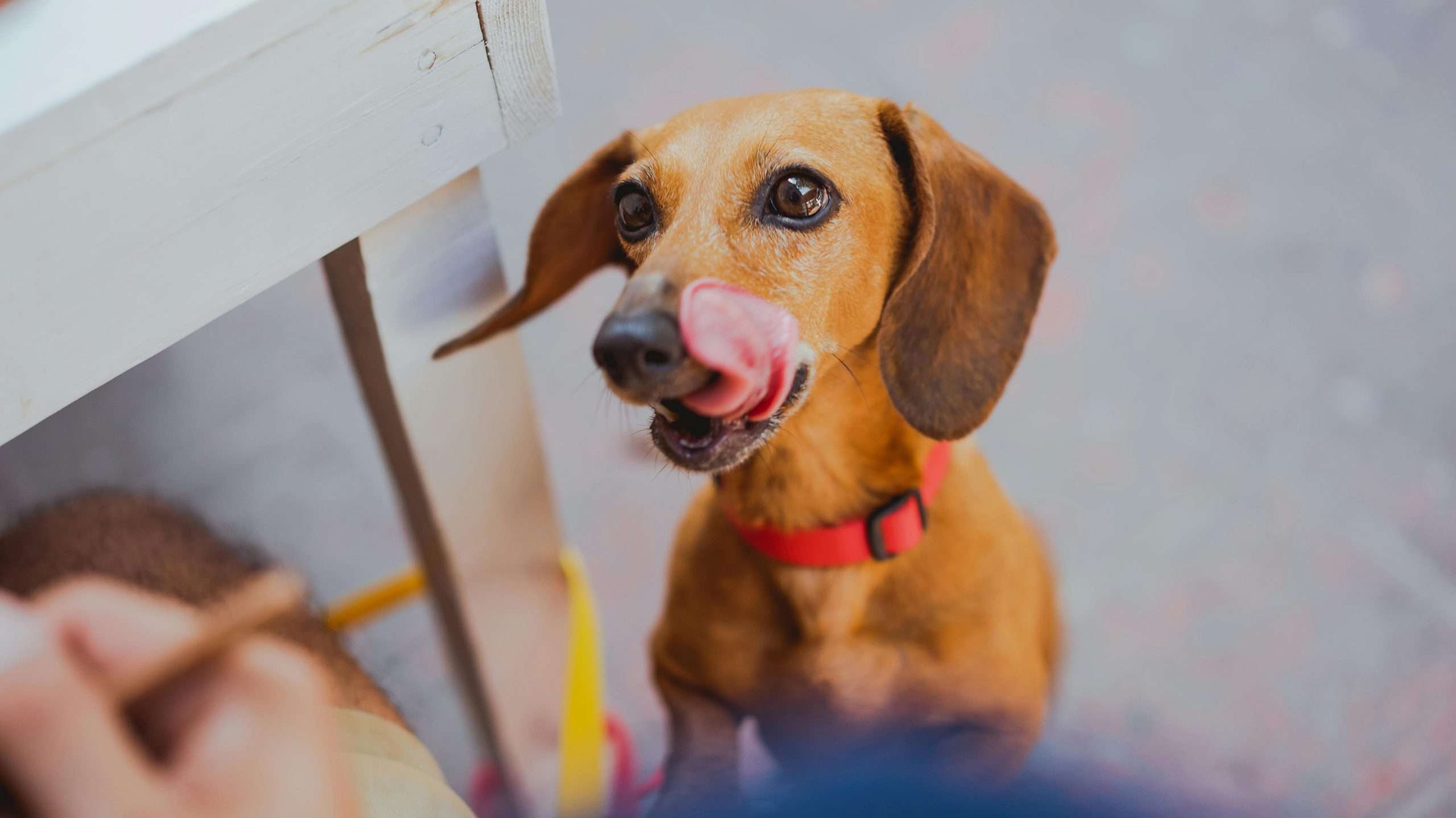 An image of a dog licking lips - dog keep licking lips