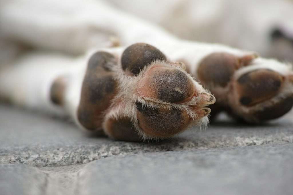 An image of a dog's paws