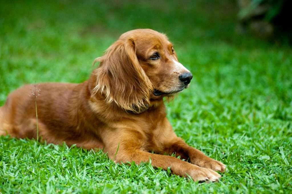 An image of a dog laying on grass