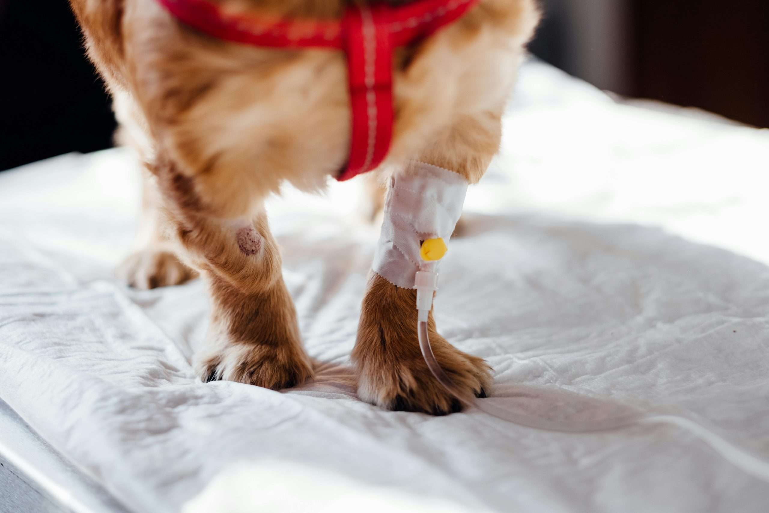 an image of a dog with a minor wound - minor pet wounds