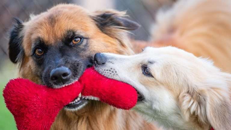 Understanding Dog Attacks: Causes, Prevention, and What to Do If It Happens