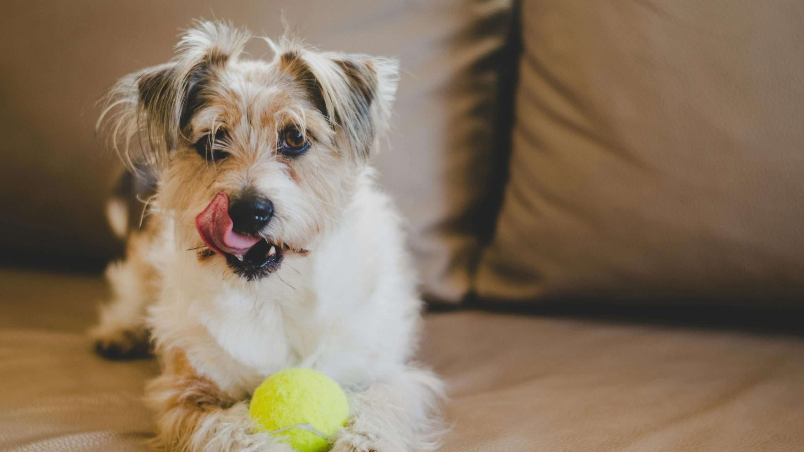 An image of a dog on the couch - dog keep licking lips