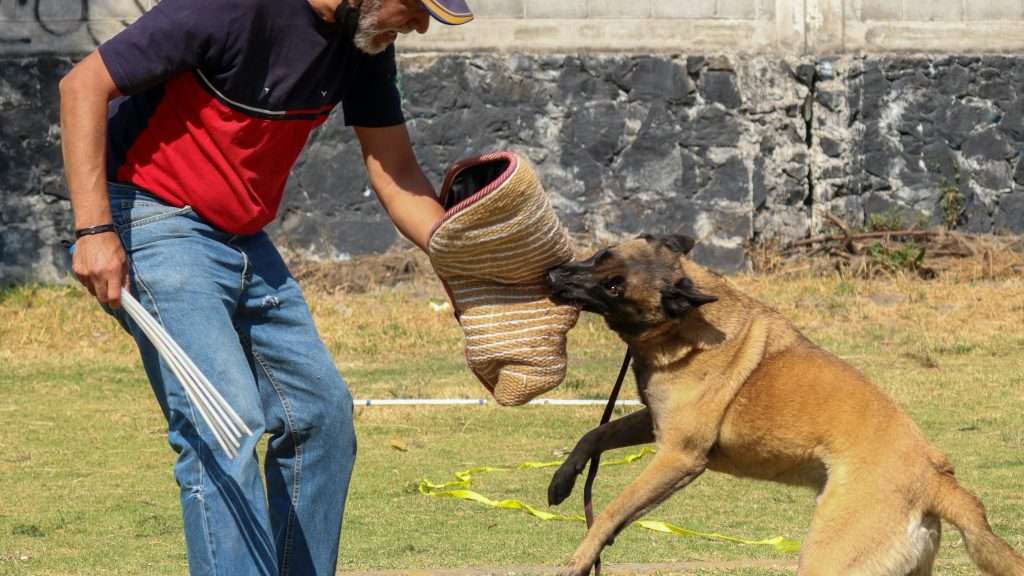 An image of a dog attacks