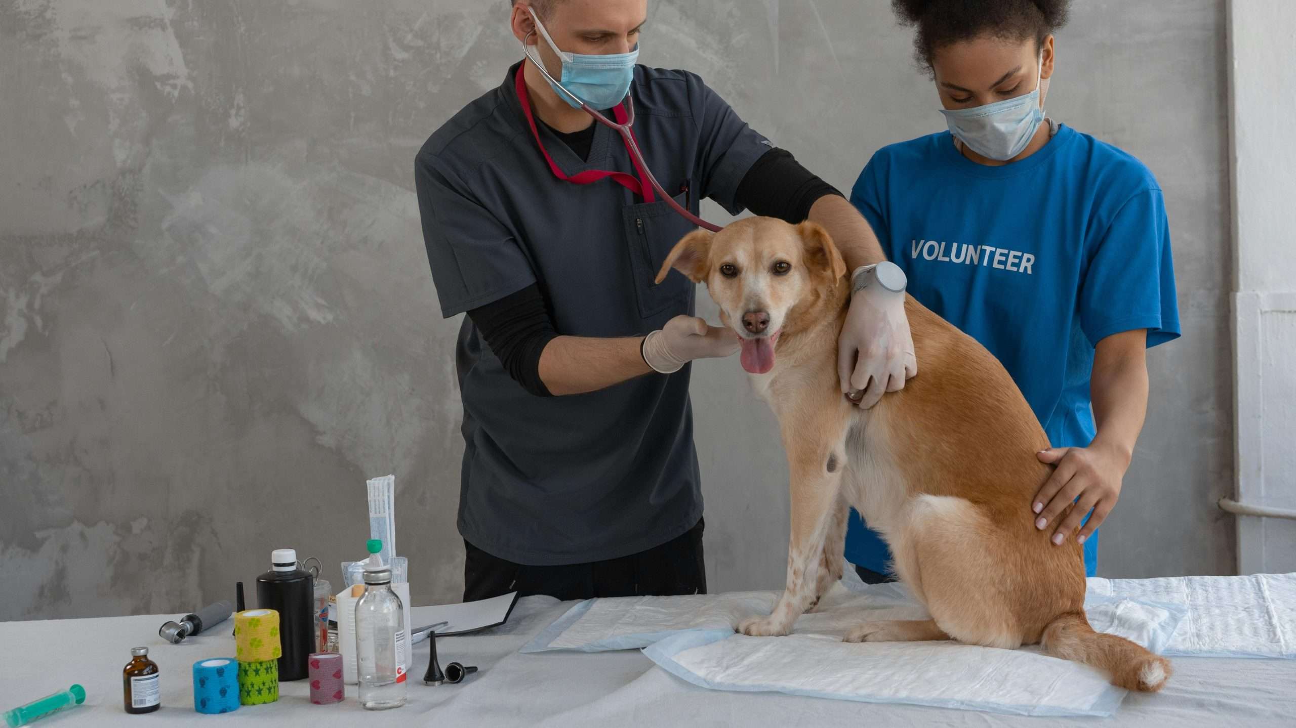 An image of a dog at the hospital