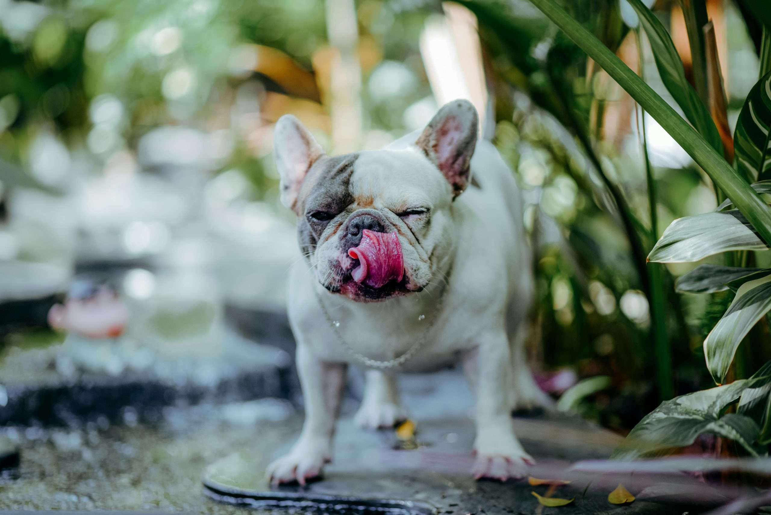 An image of a dog licking lips - dog keeps licking lips