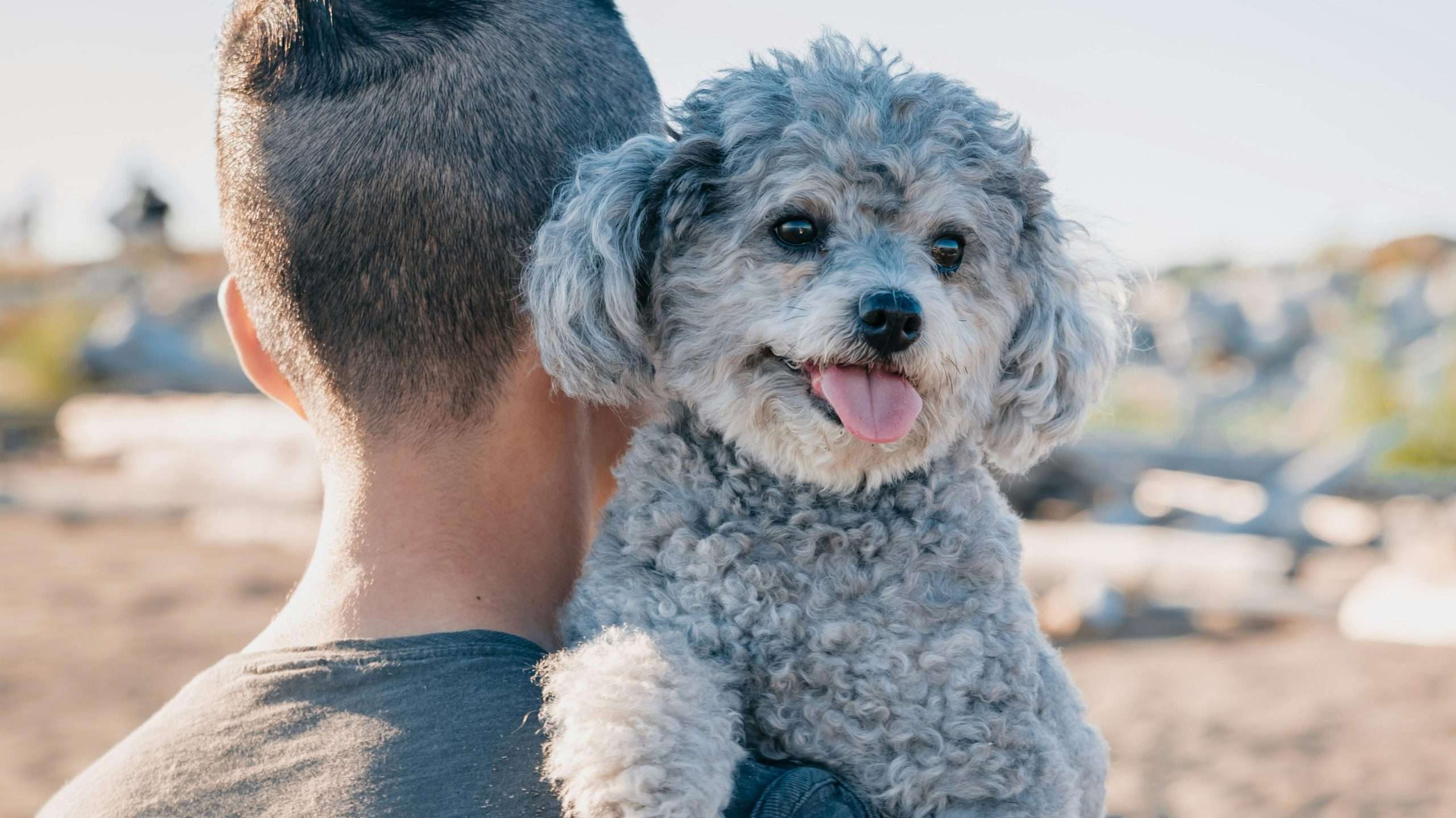 An image of a dog sticking its tongue out - dog keep licking lips