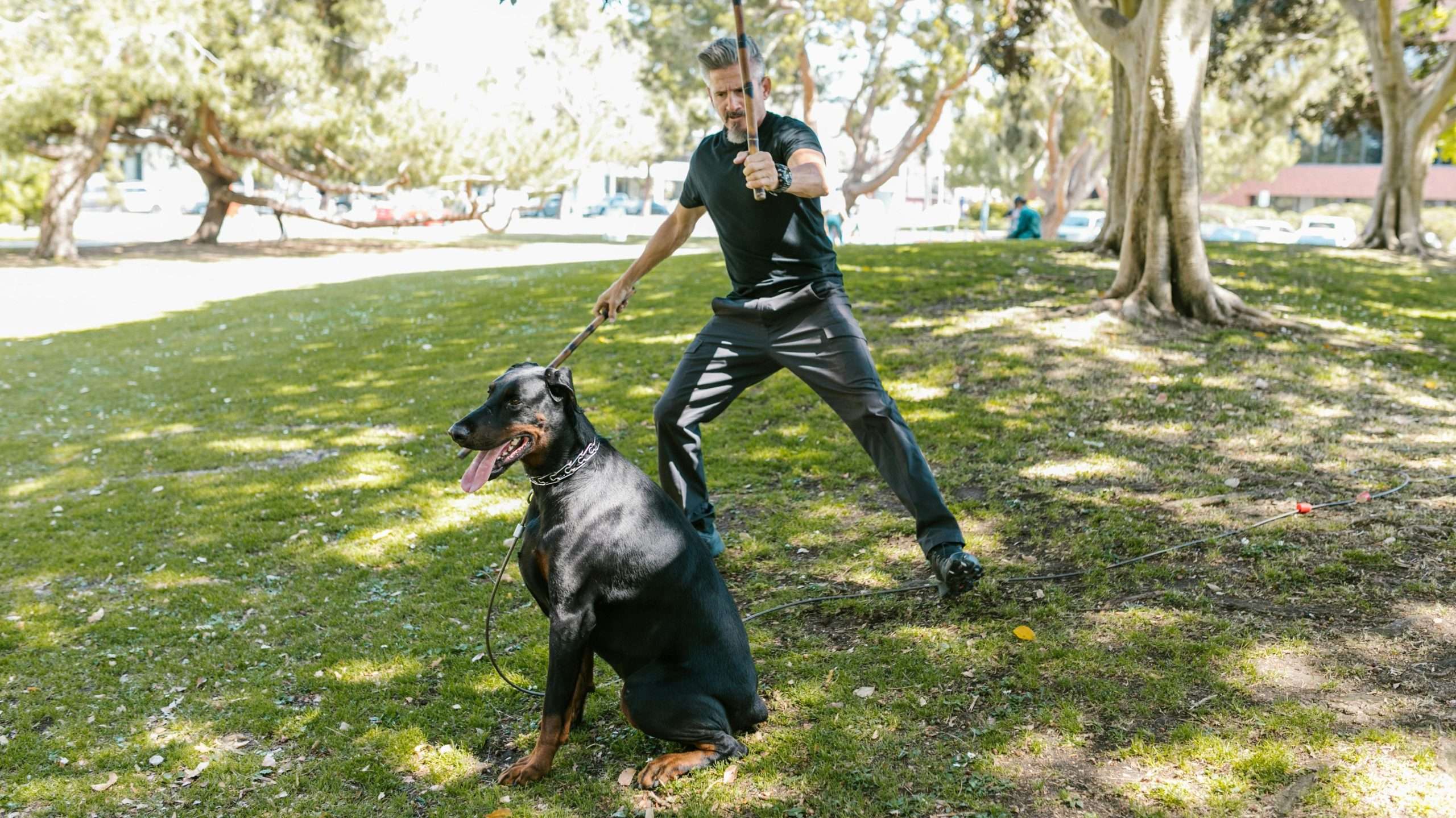 An image of a owner demonstrating breaking up a dog fight