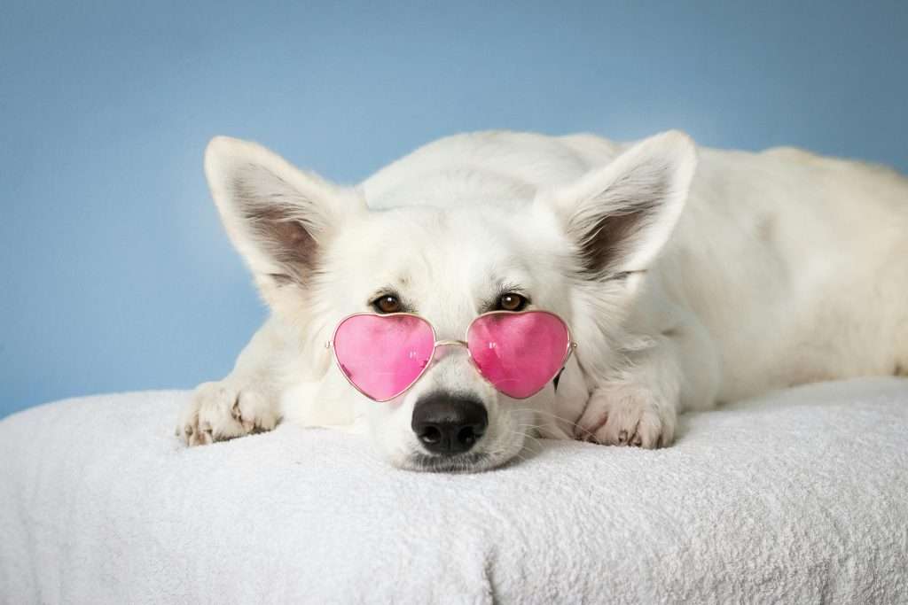 An image of a dog with sunglasses - perfume on your dog