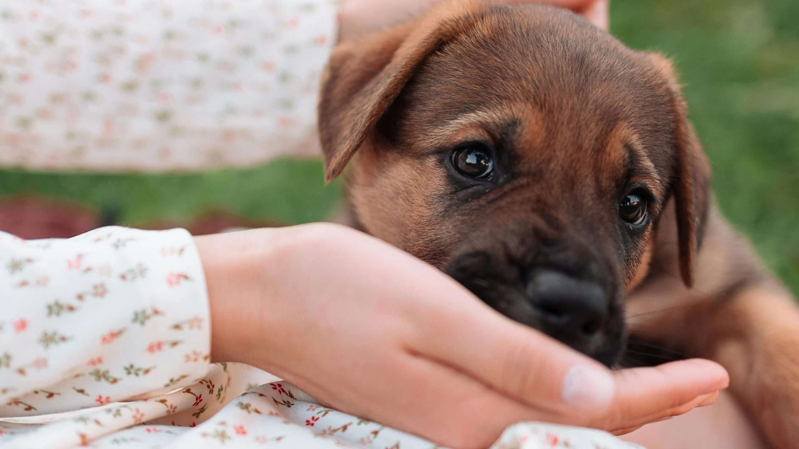 An image of a dog eating - acid reflux in dogs