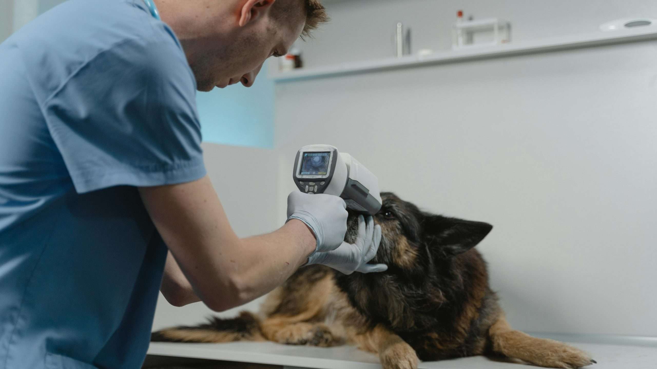 An image of a dog getting checked - rabies in dogs