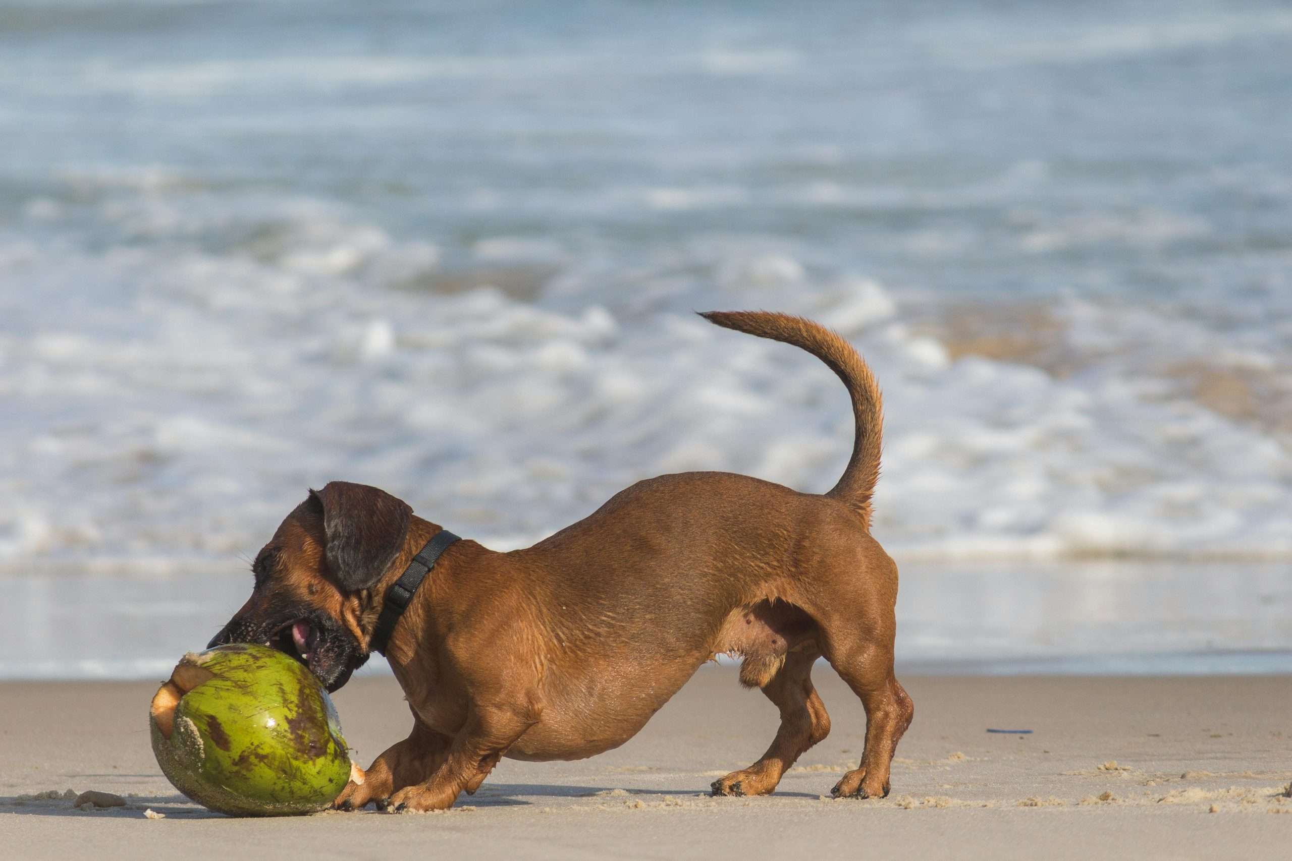 Is Coconut Safe for Dogs?