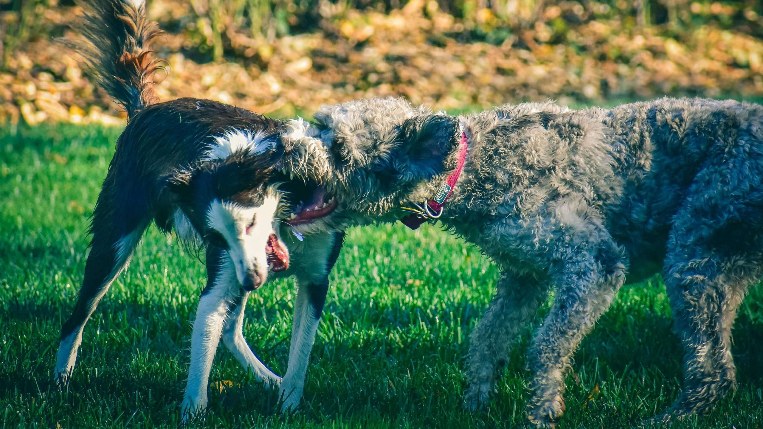 An image of 2 dogs fighting - dog attacks
