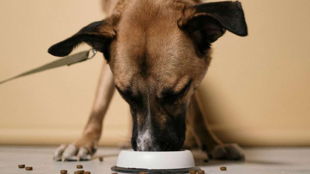 An image of a dog eating