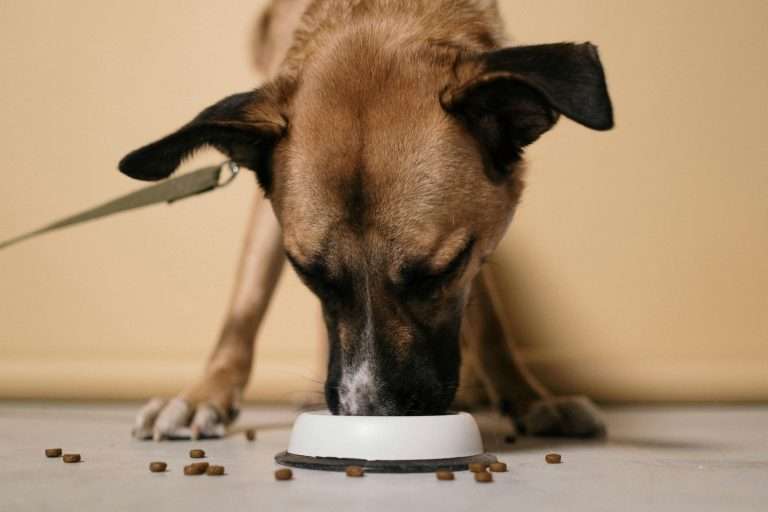 Rotational Feeding for Dogs: 4 Steps on How to Feed on Rotation