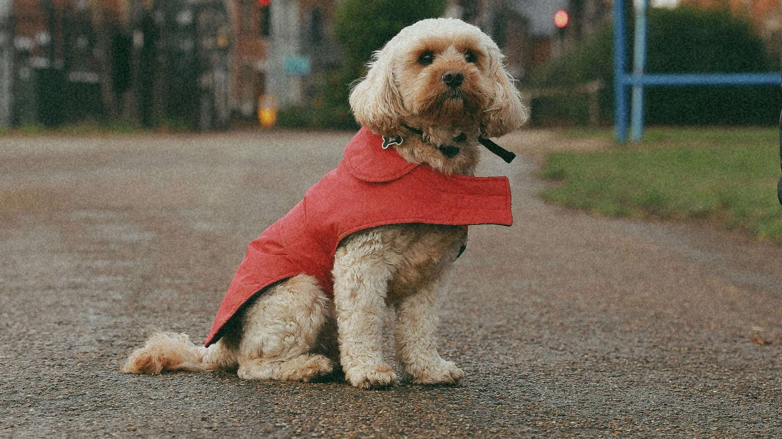 An image of a dog posing for a photograph