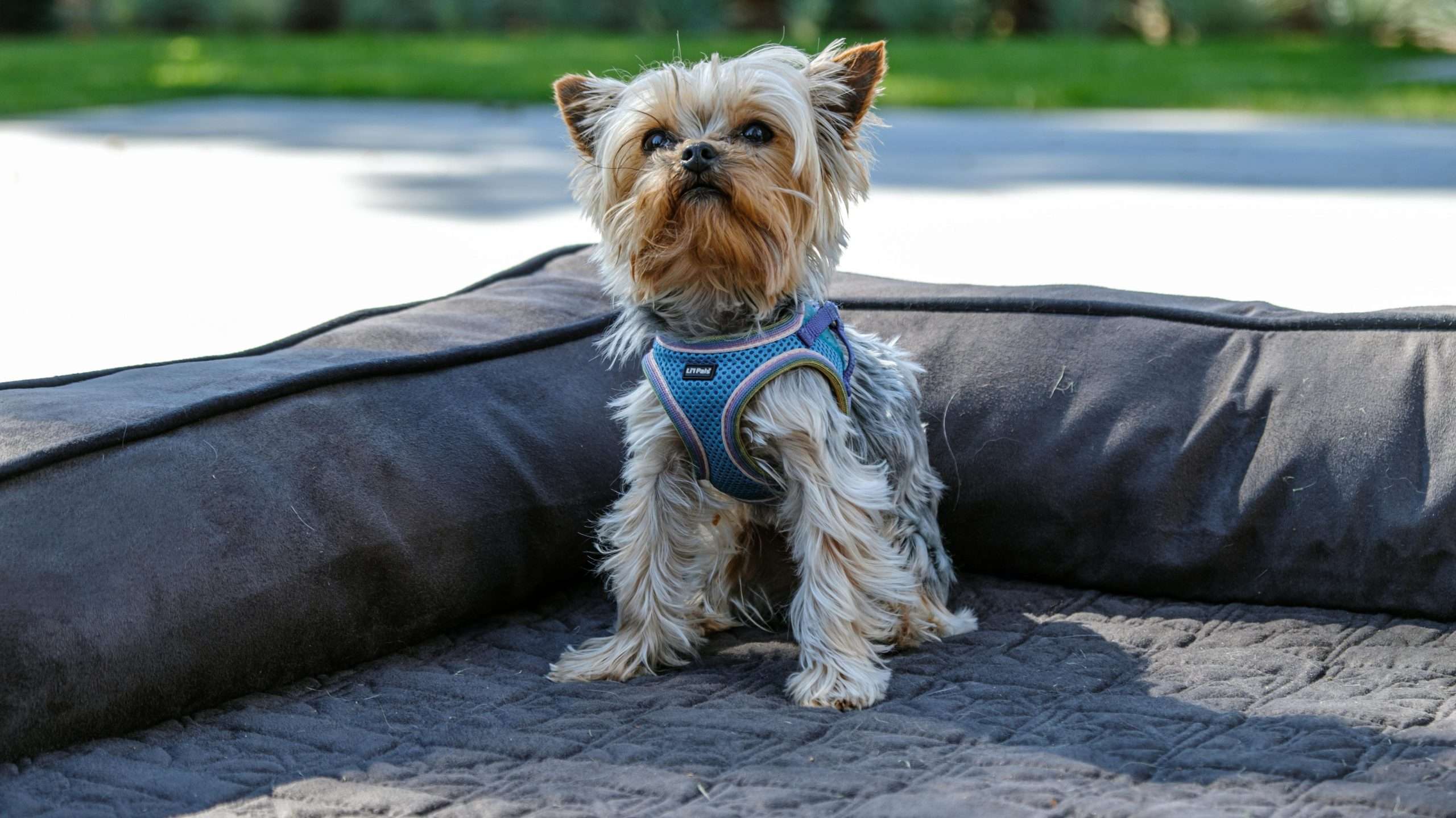 An image of a dog getting photographed