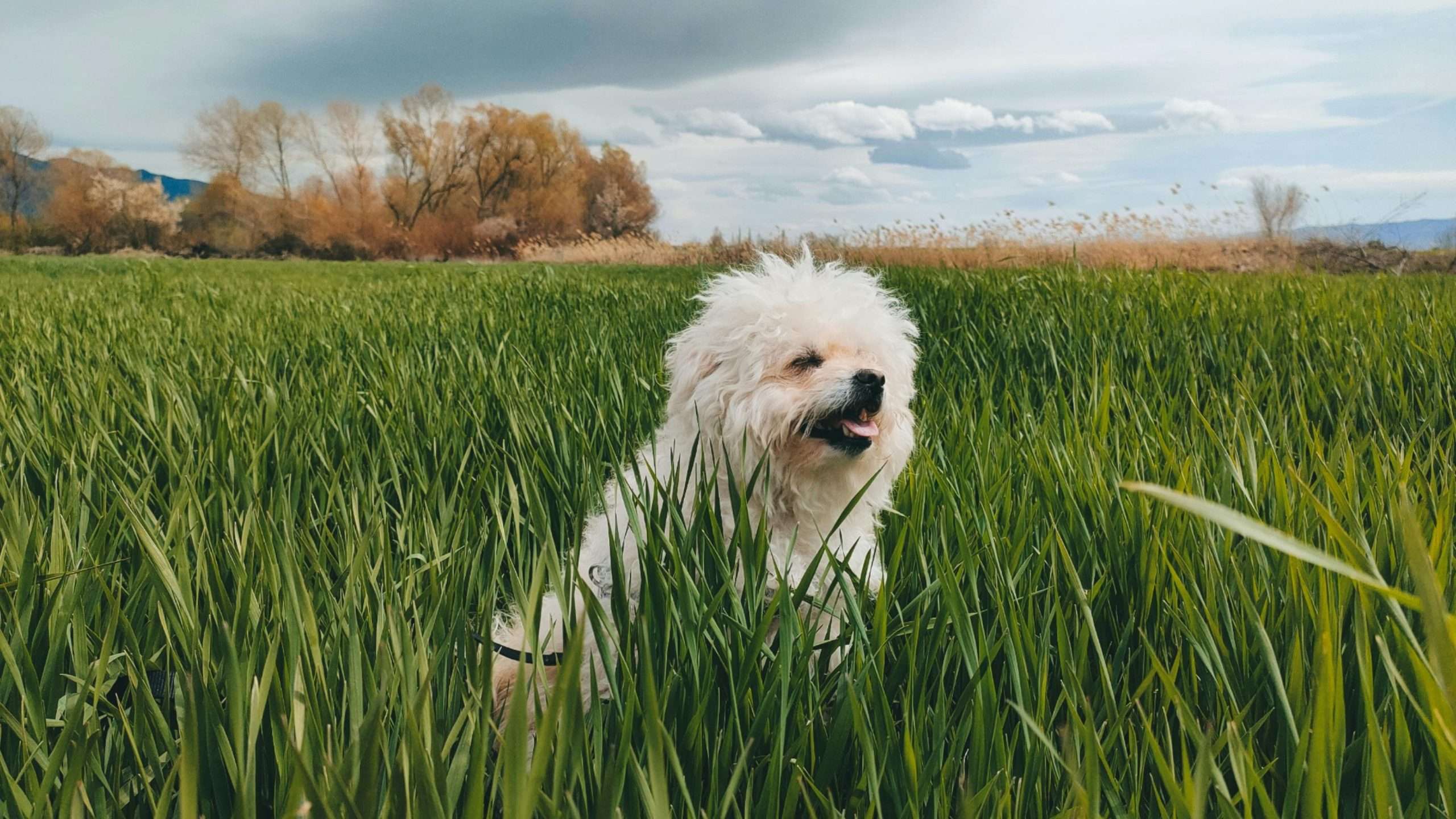 An image of a dog photography outside - dog portrait outdoors