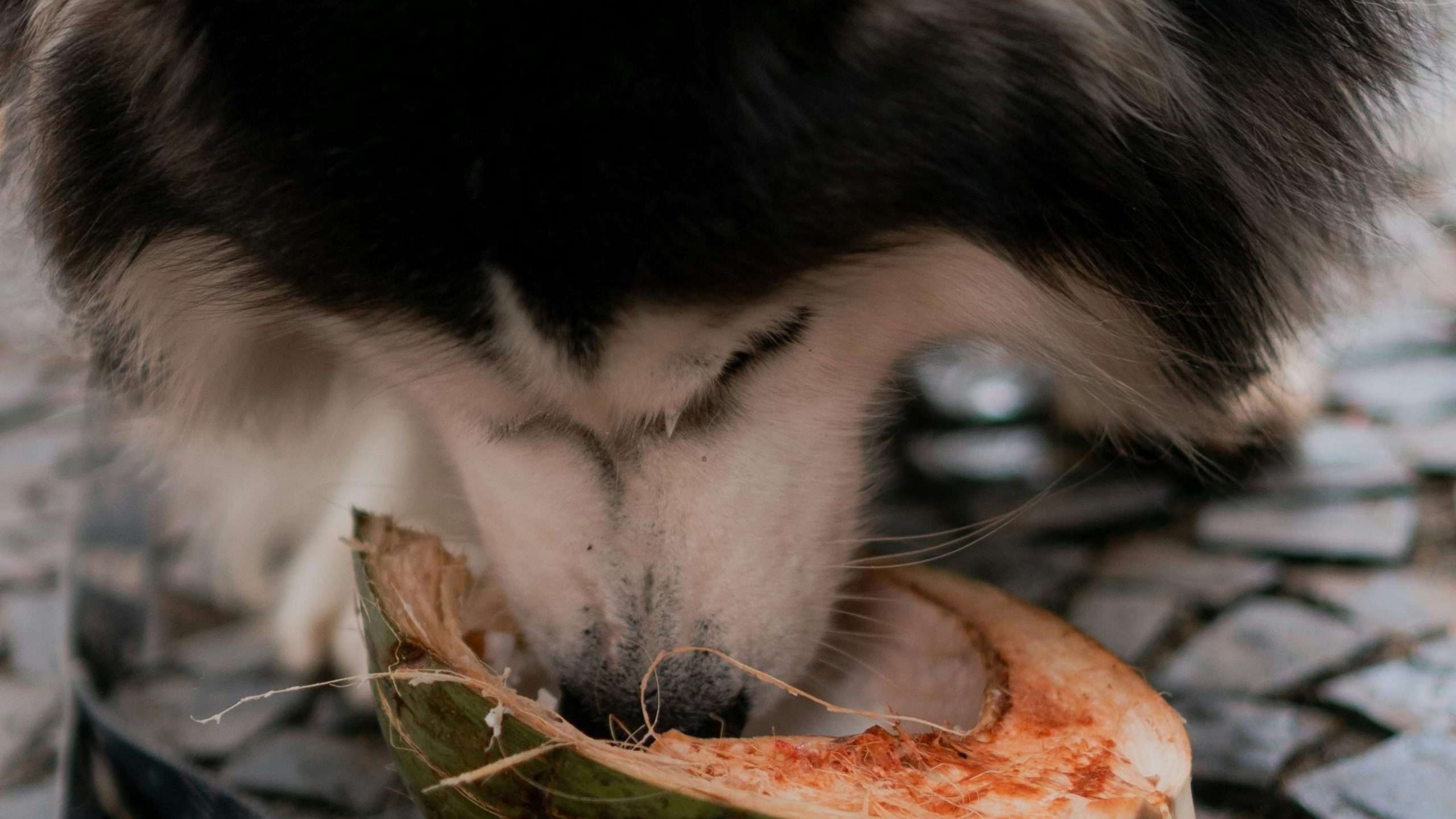 An image of a dog eating coconut - is coconut safe for dogs?