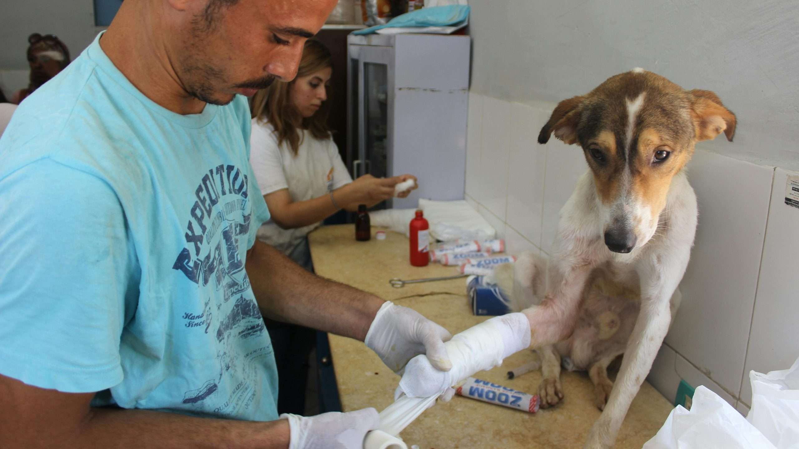 An image of a dog getting medical care