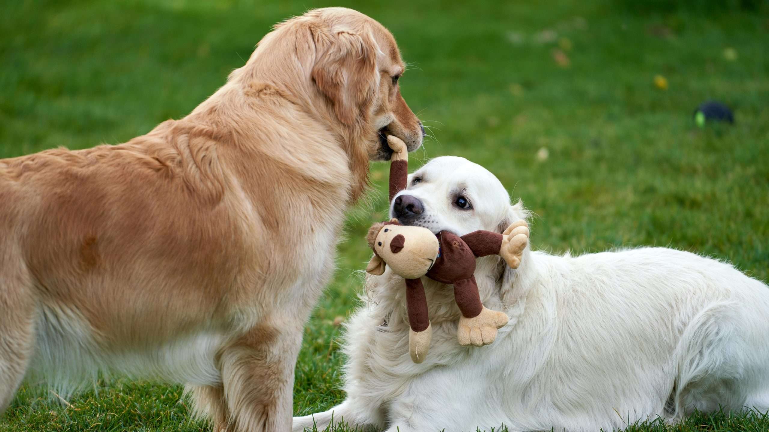 An image of 2 dogs playing with a doll - second dog
