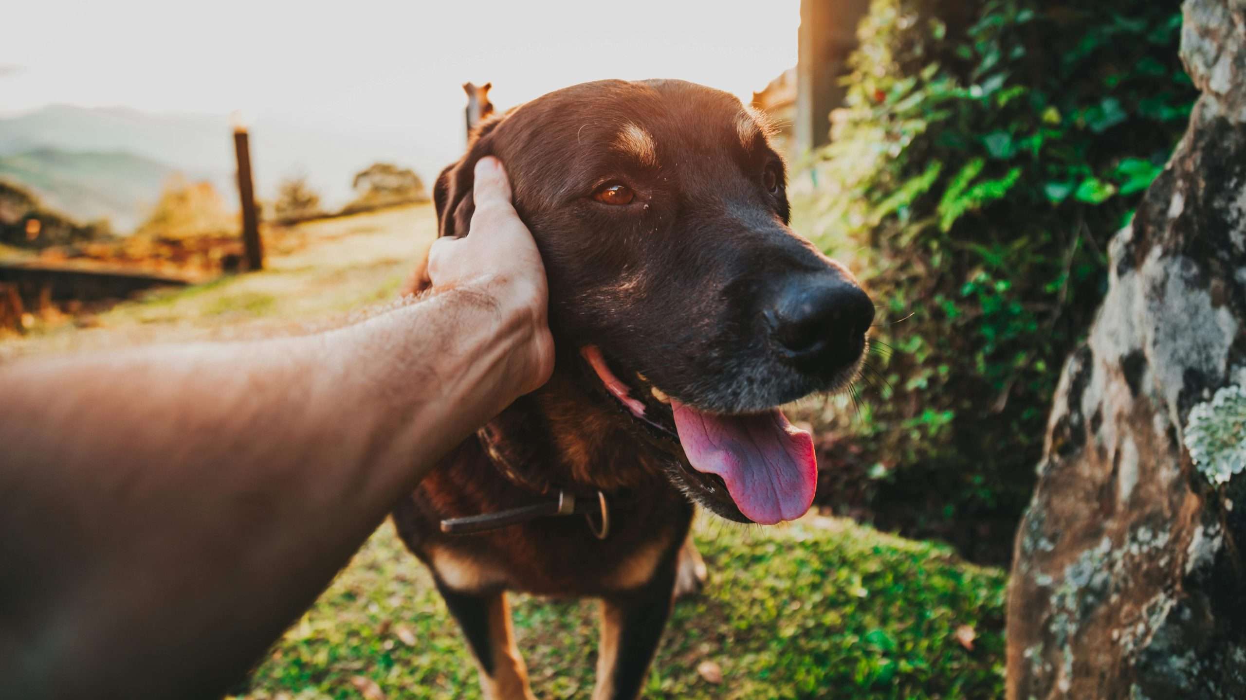 An image of a dog being friendly - raise a friendly dog