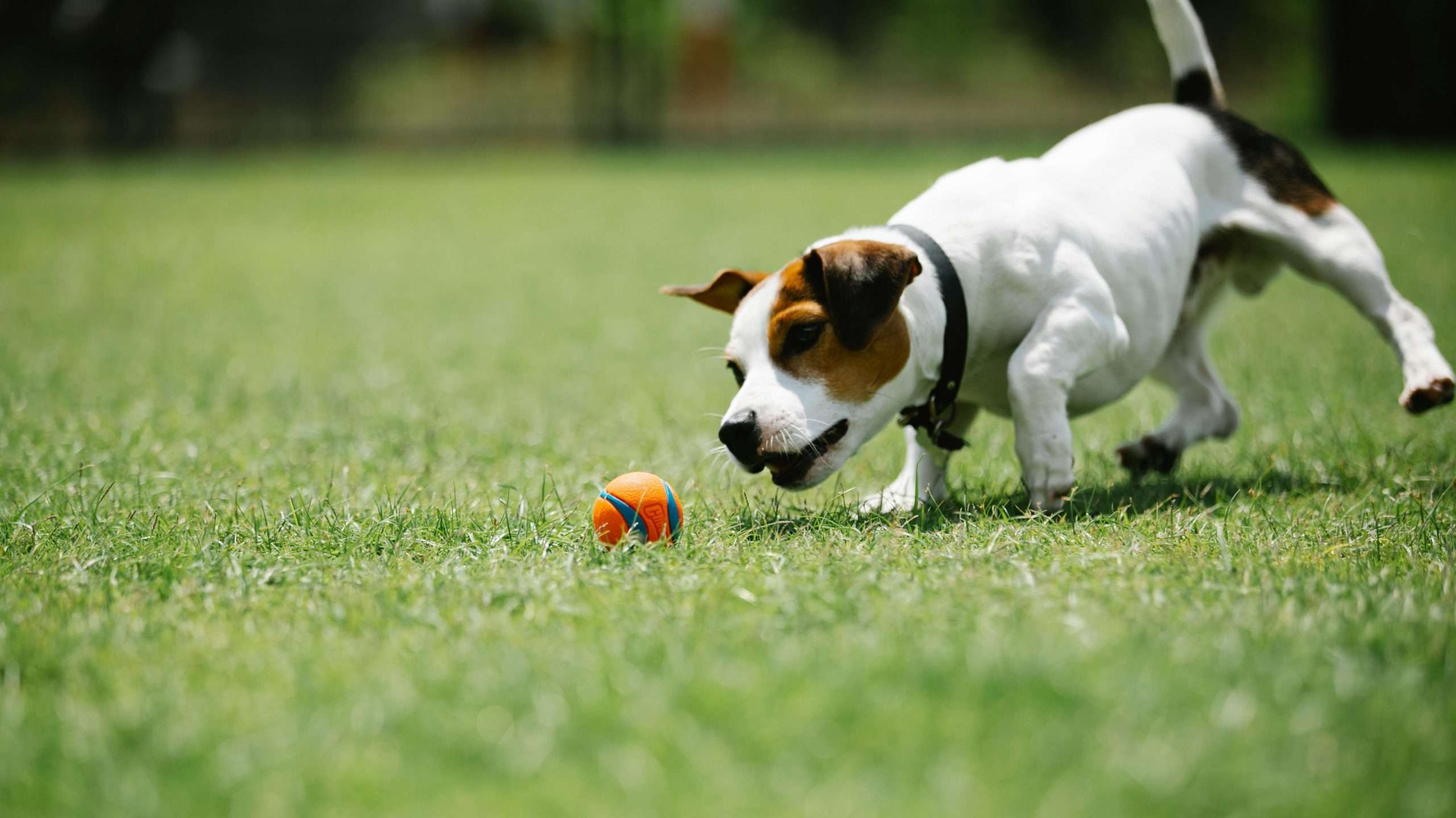 An image of a Jack Russell Terrier