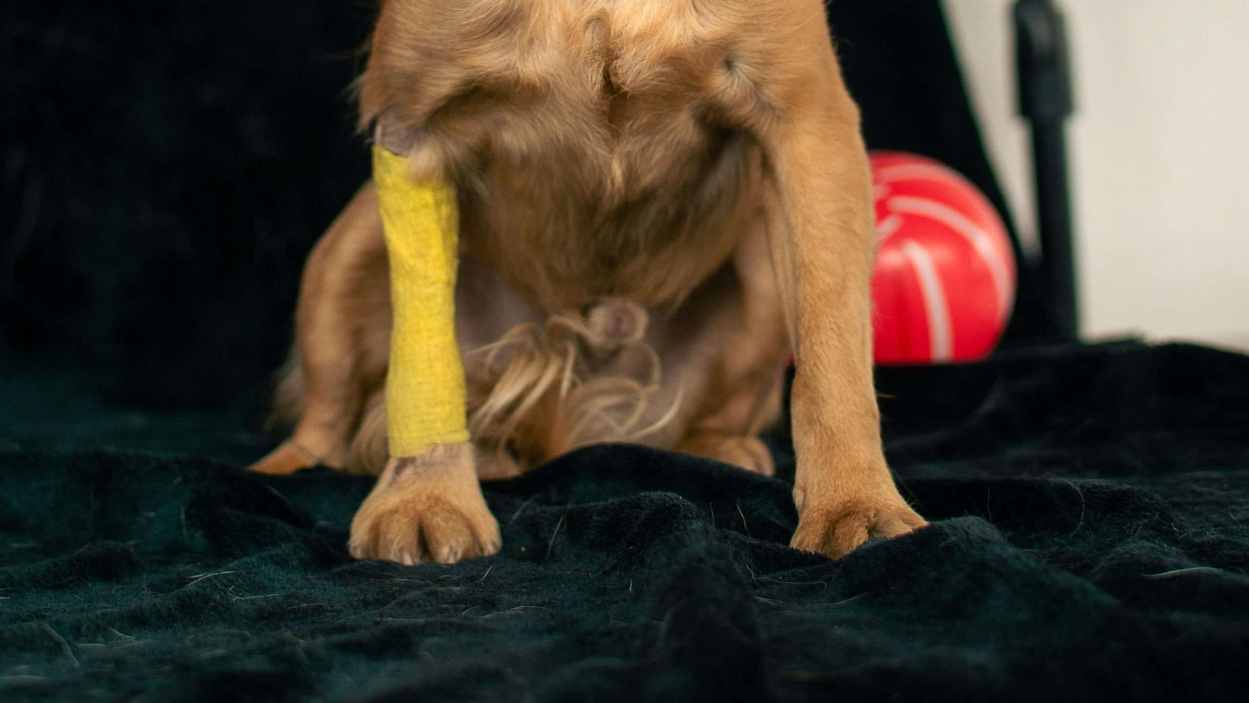 An image of a injured dog