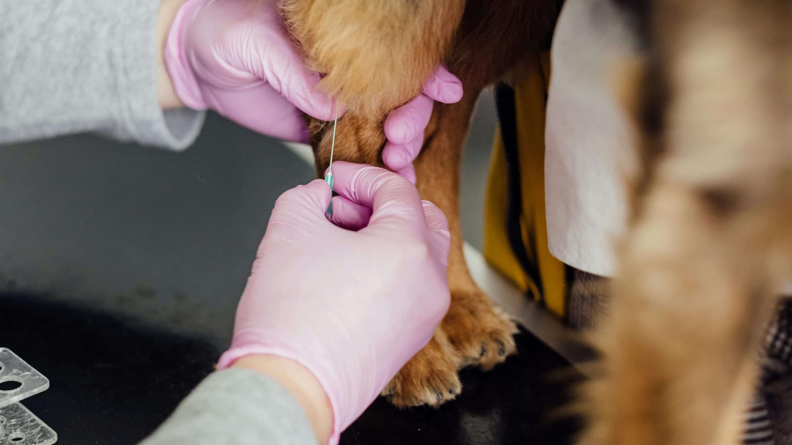 An image of a dog getting vaccinated - importance of dog vaccinations