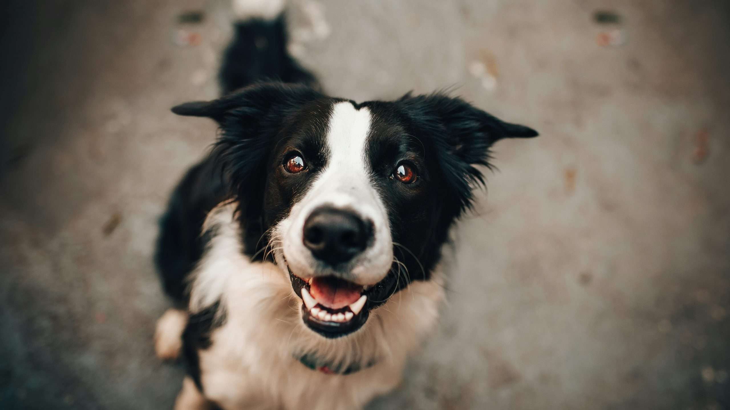 An image of a dog staring - fight-or-flight in dogs