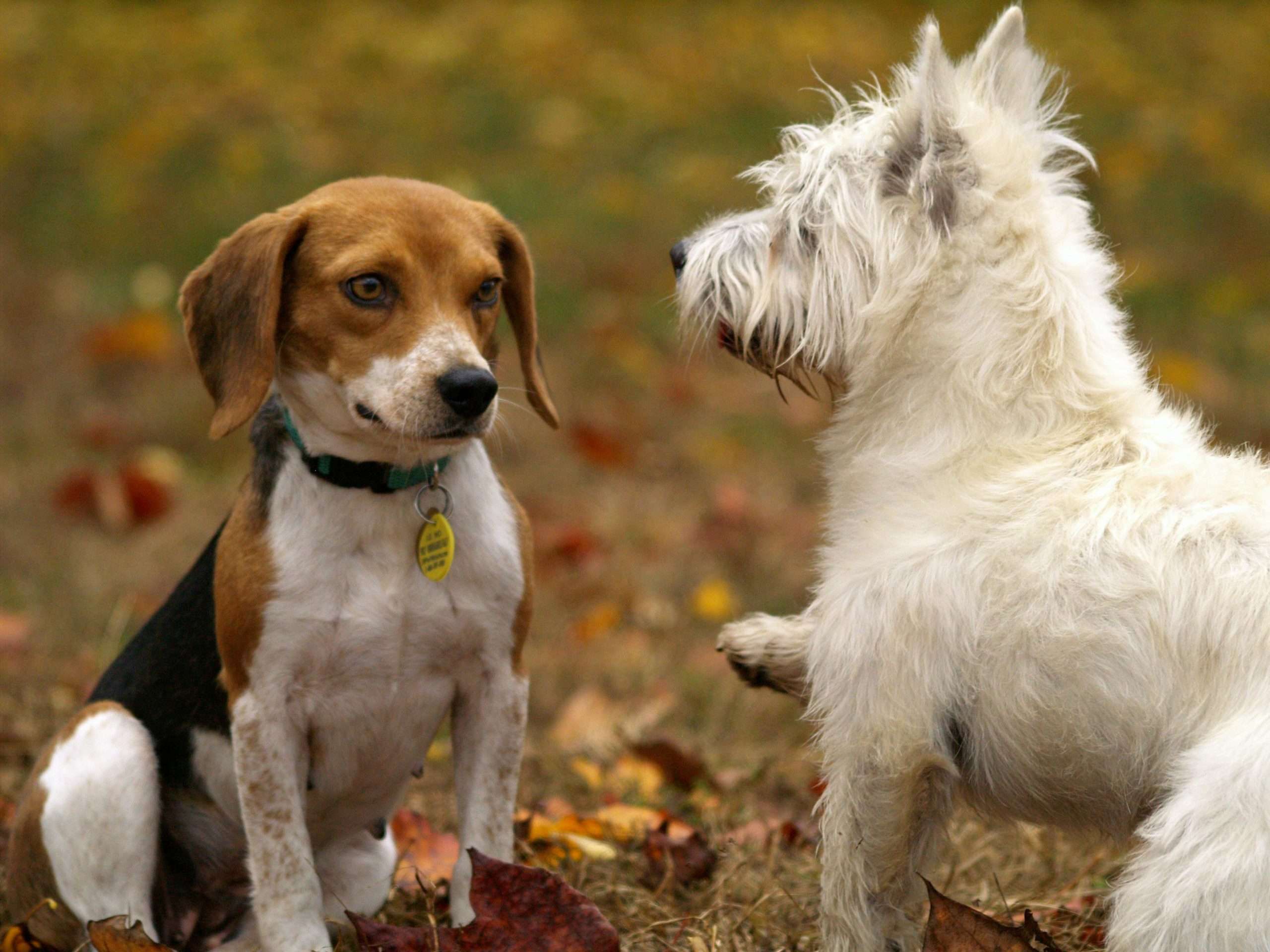 An image of 2 dog facing each other - second dog