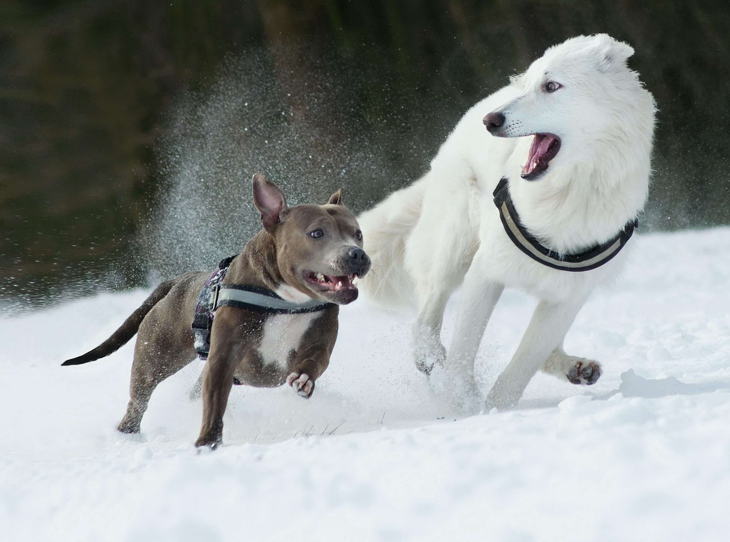 An image of 2 dogs - how to choose a second dog