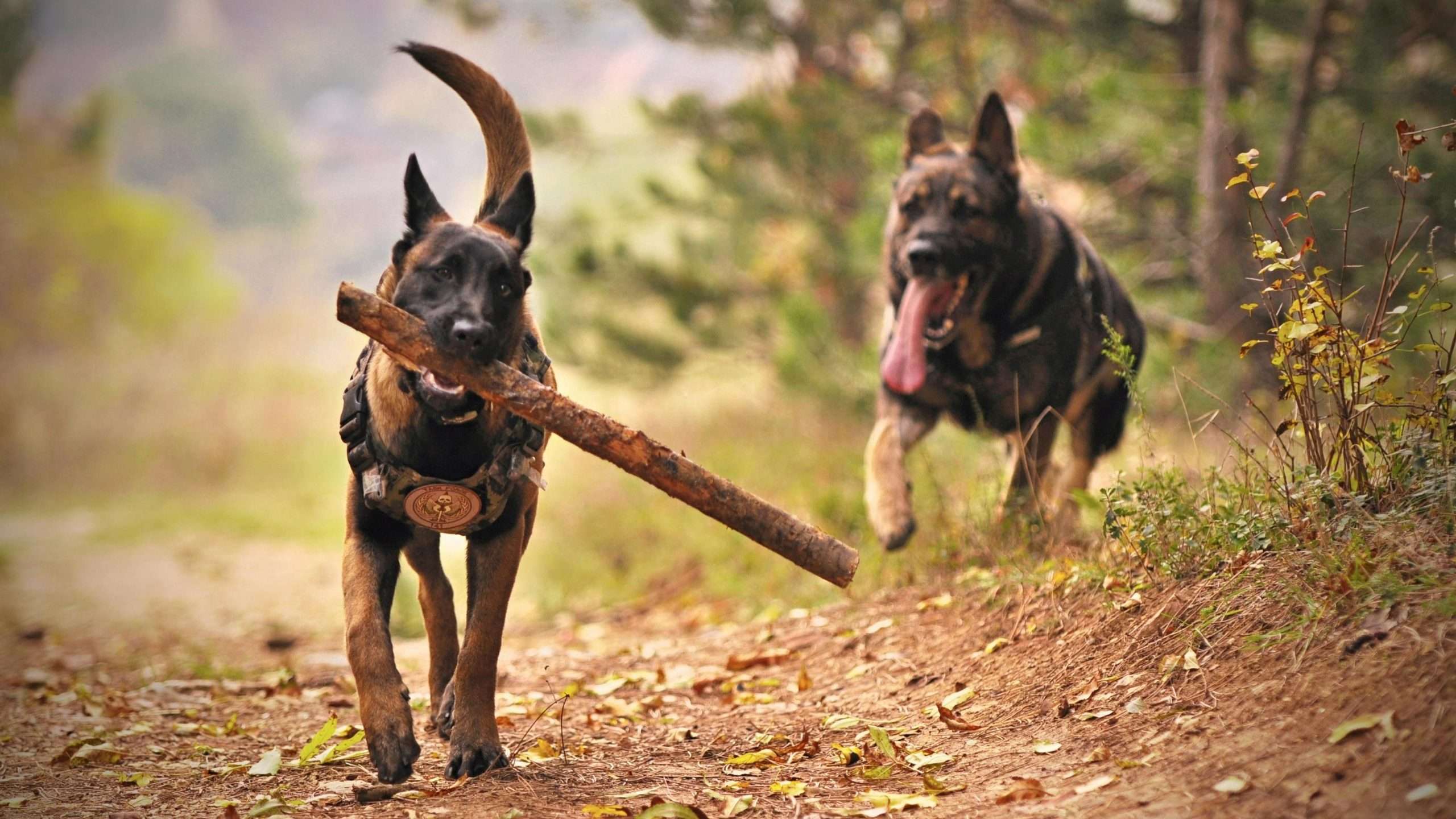An image of 2 dogs running