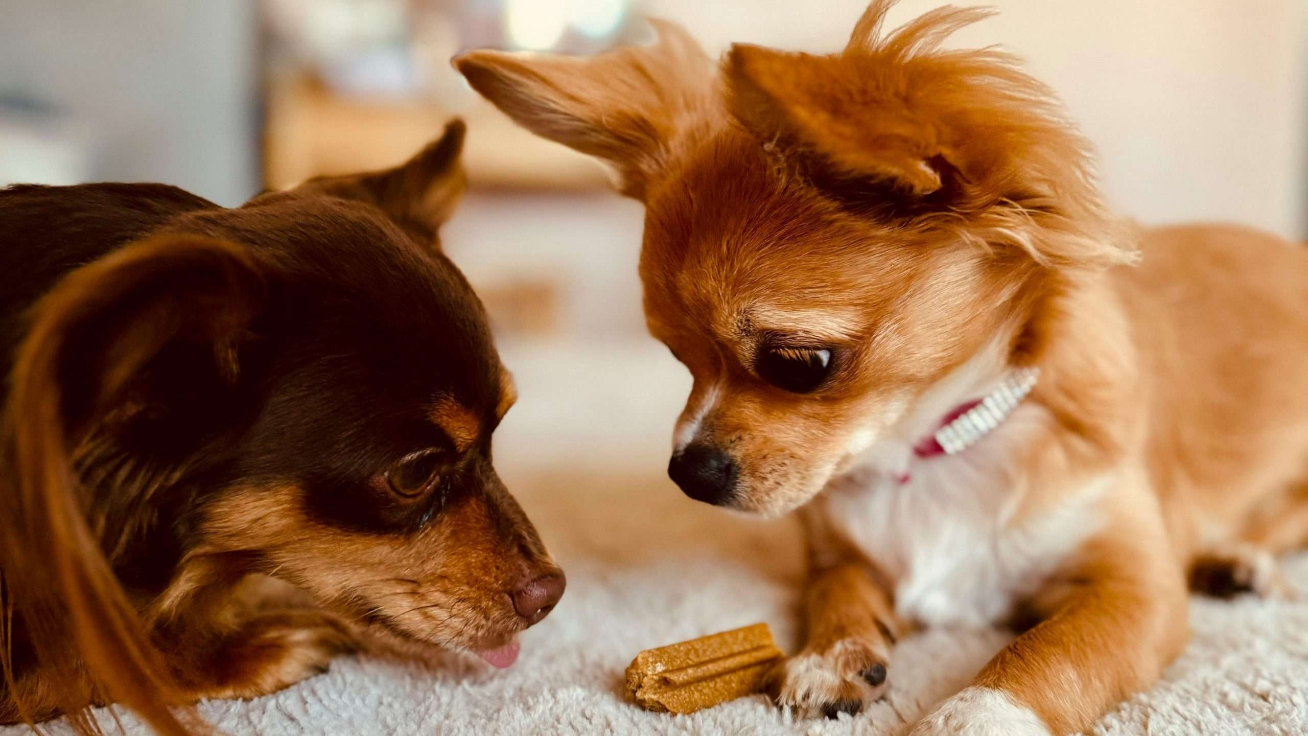 An image of 2 dogs facing each other - choose a second dog