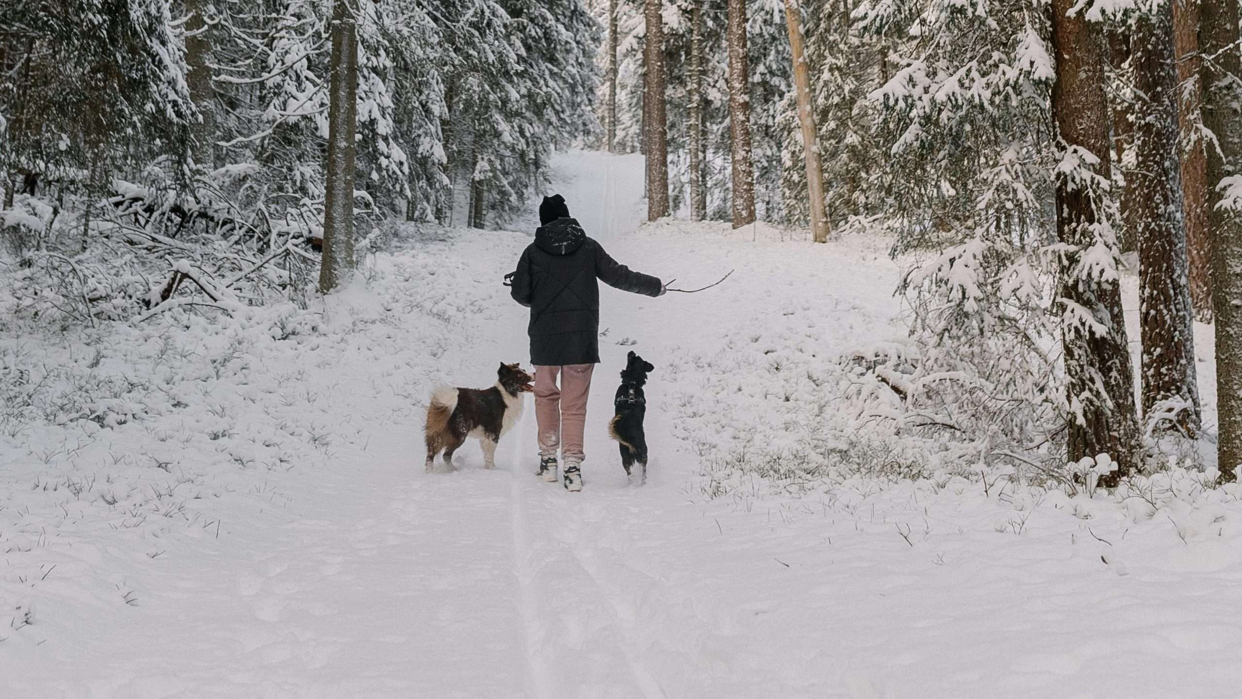An image of 2 dogs going on a walk with their owner - choose a second dog