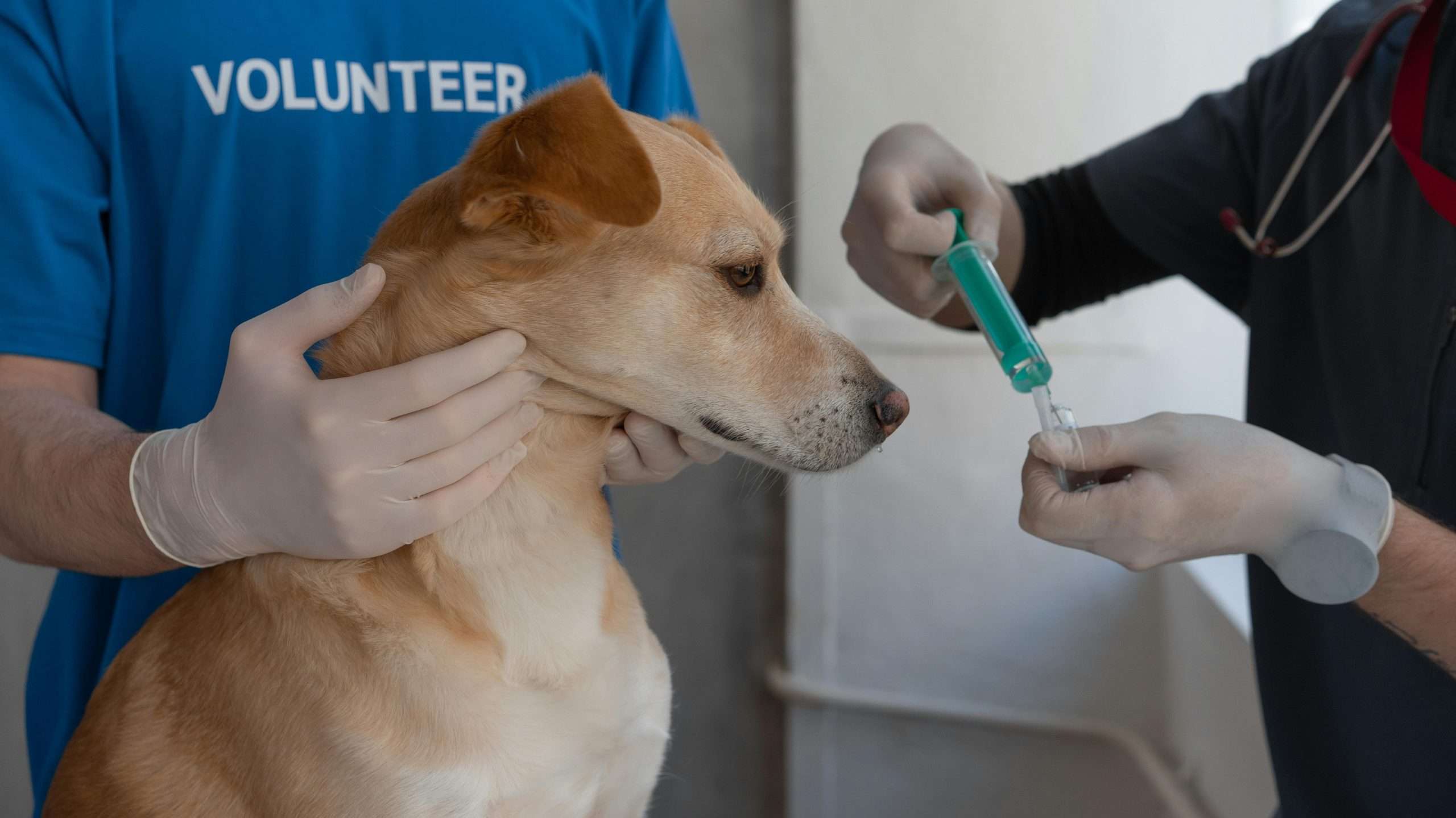 An image of a dog getting a shot